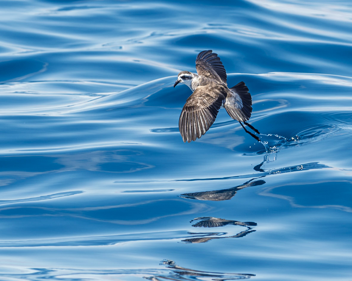 | White-faced Storm Petrel, Takahikare (Pelagodroma marina) | Hauraki Gulf | North Island | New Zealand |