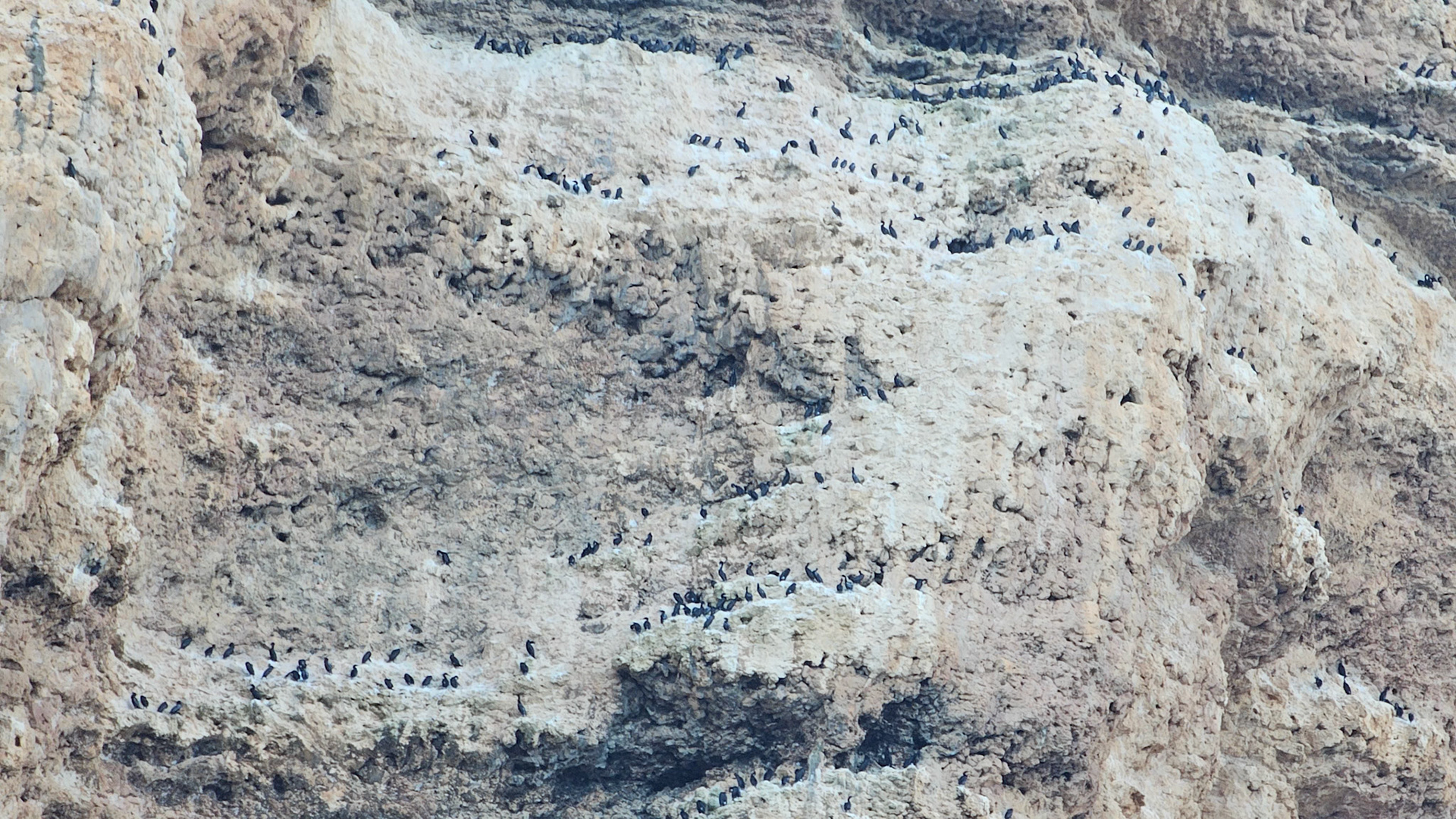 Socotra Cormorant (Phalacrocorax nigrogularis)