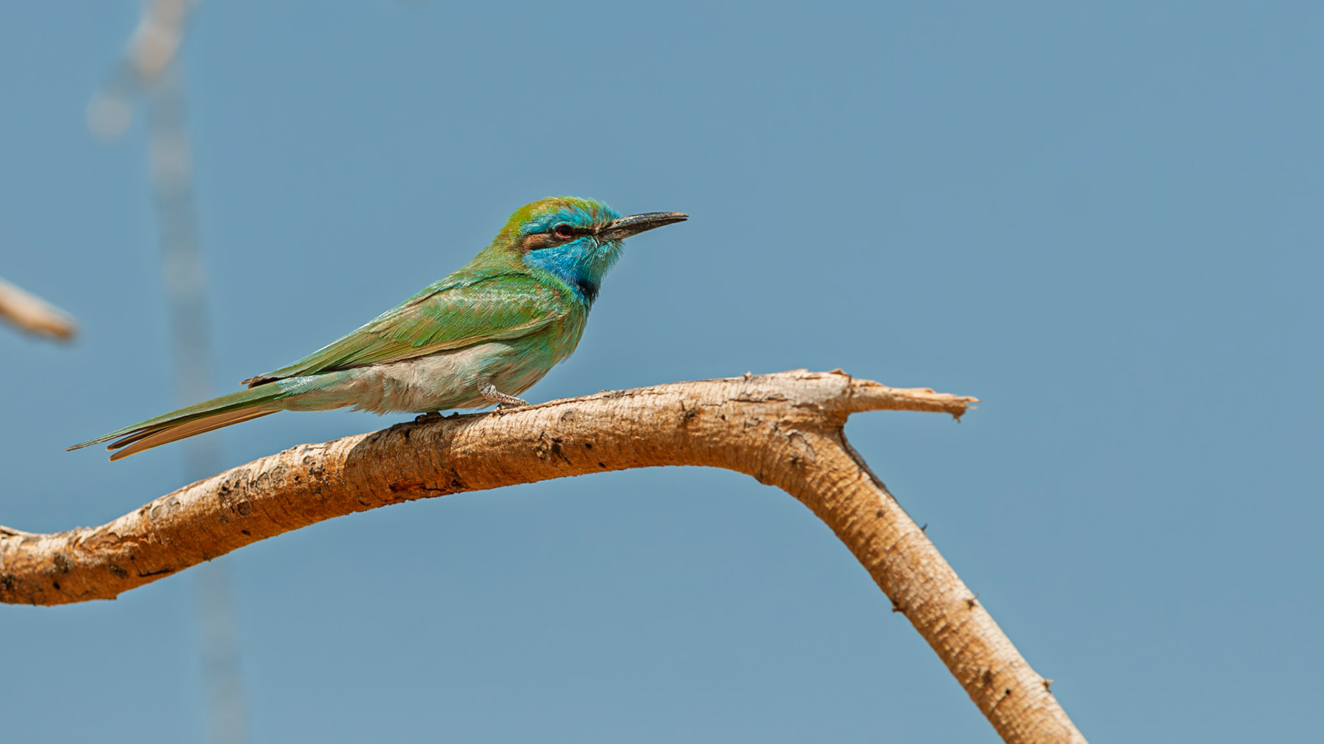| Little green bee-eater (Merops orientalis) | Yotvata | Israel |