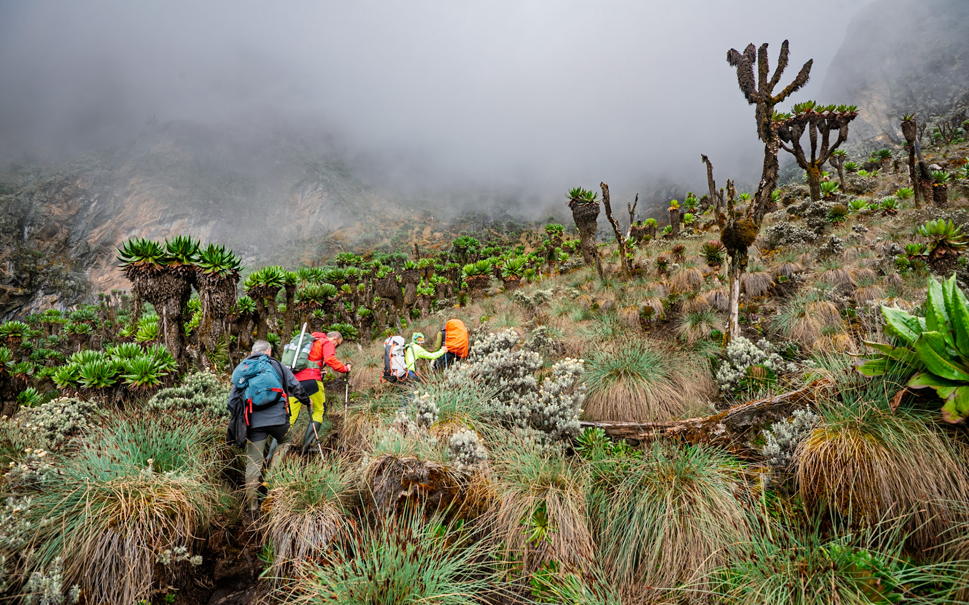 | Day 4. Bujuku Hut (3.977 m) - Elena Hut (4,541 m) |  Rwenzori Mountains | Uganda |  Rwenzori Mountains | Uganda |