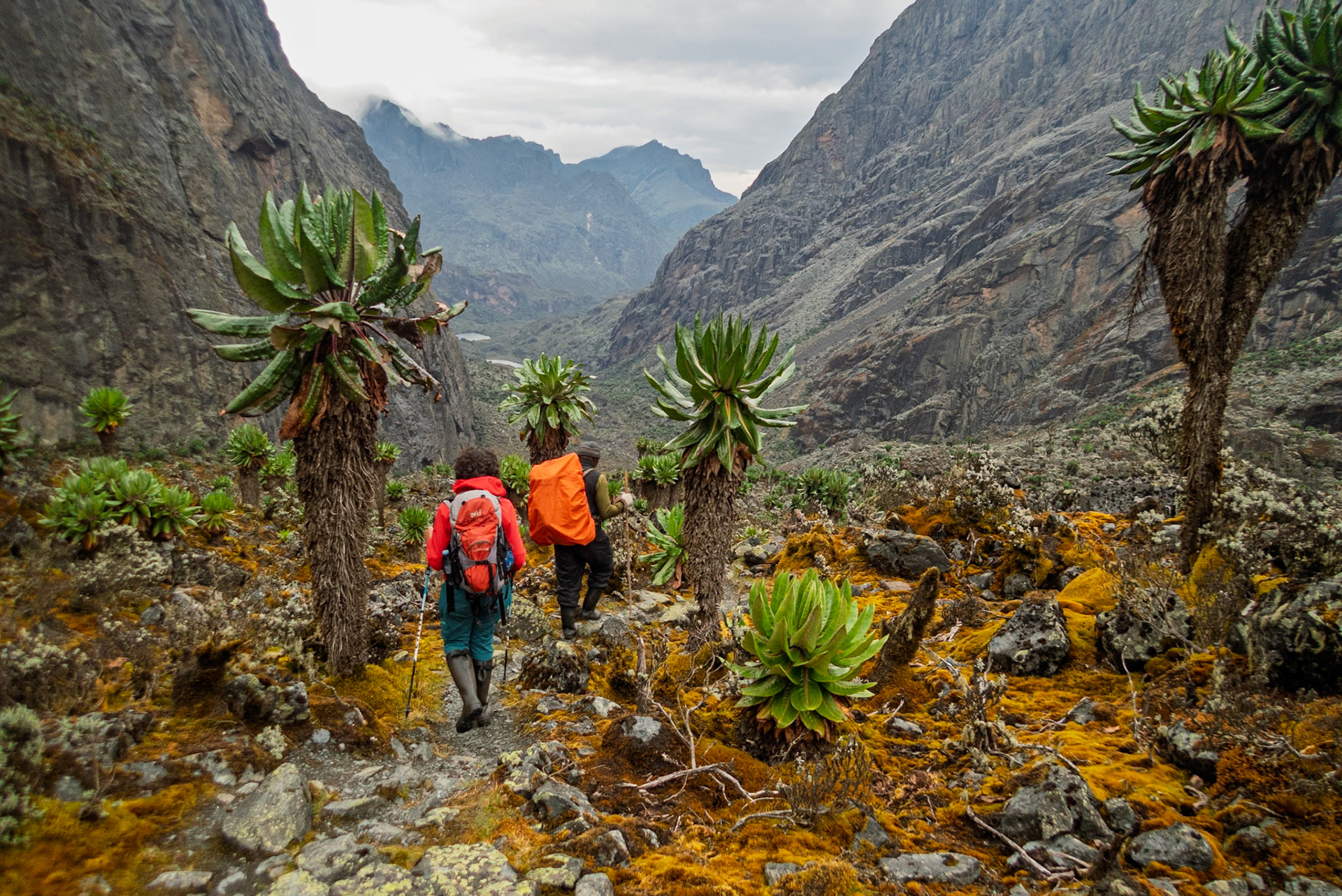 | Day 5. Elena Hut (4,541 m) - Margherita Peak (5.109 m) - Kitandara Hut (4.023 m)  |  Rwenzori Mountains | Uganda |  Rwenzori Mountains | Uganda |