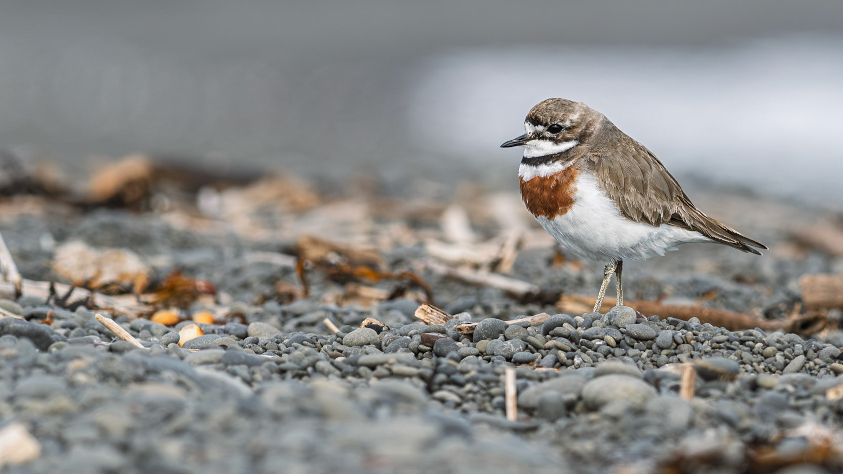 | Double-banded Plover, Pohowera, Tūturiwhatu (Anarhynchus bicinctus) | Kaikoura | South Island | New Zealand |