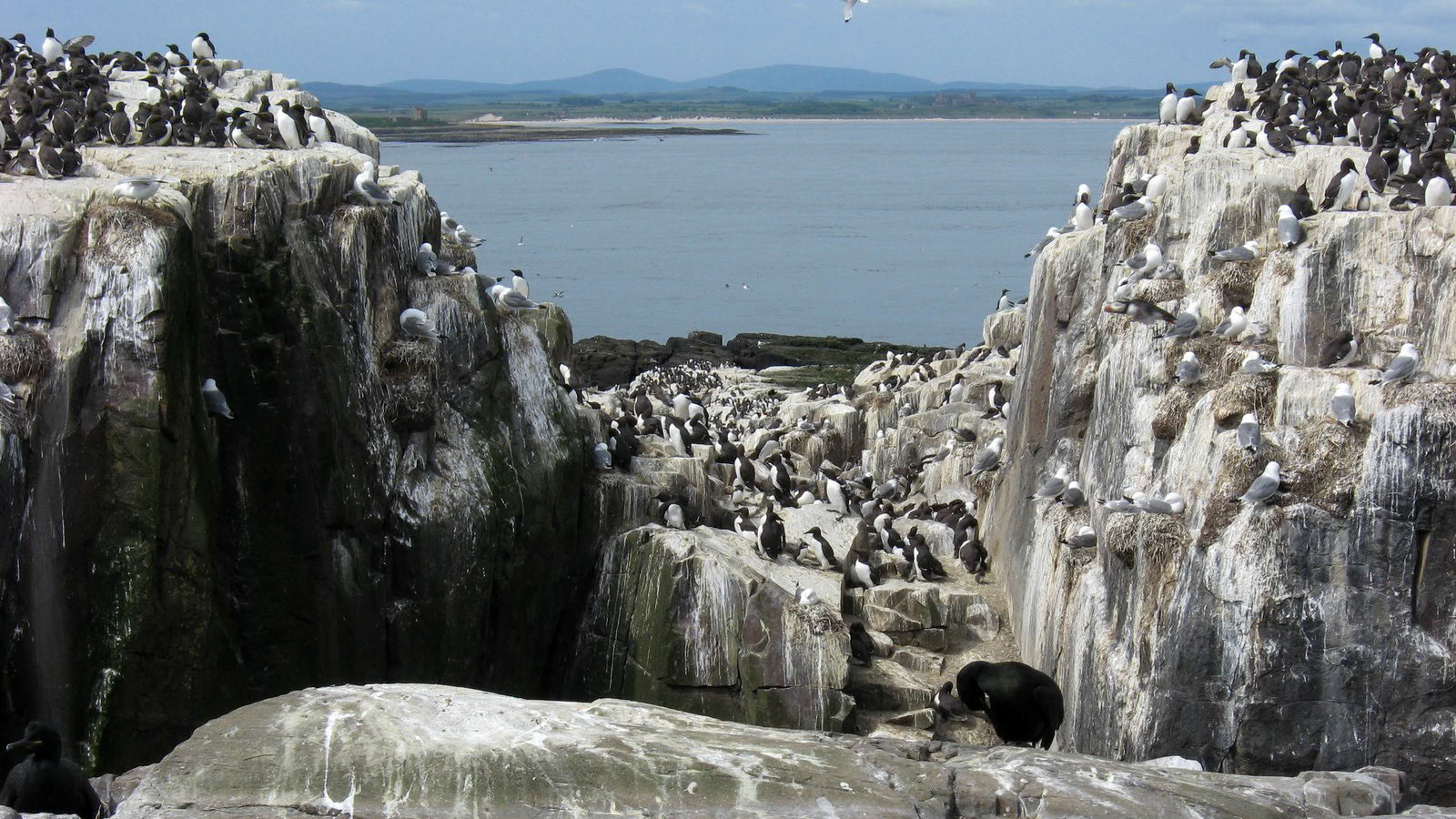 | Farne Islands | Northumbria | United Kingdom |