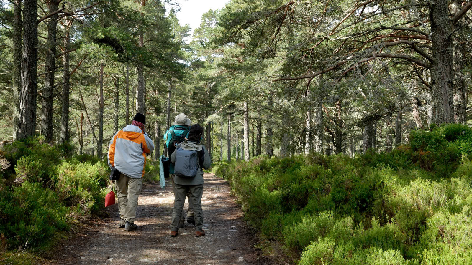 | Cairngorms National Park | Scotland  | United Kingdom |
