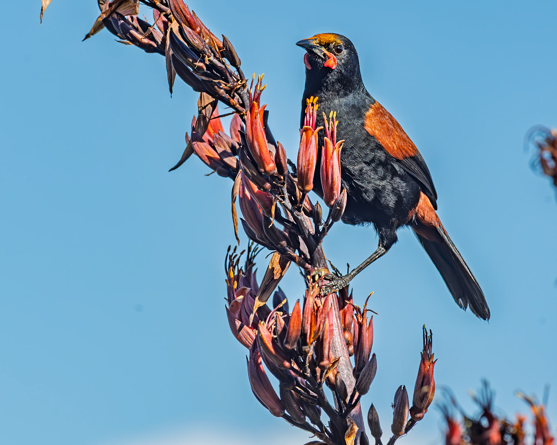 | North Island Saddleback, Tīeke (Philesturnus rufusater) | Tiritiri Matangi | North Island | New Zealand |