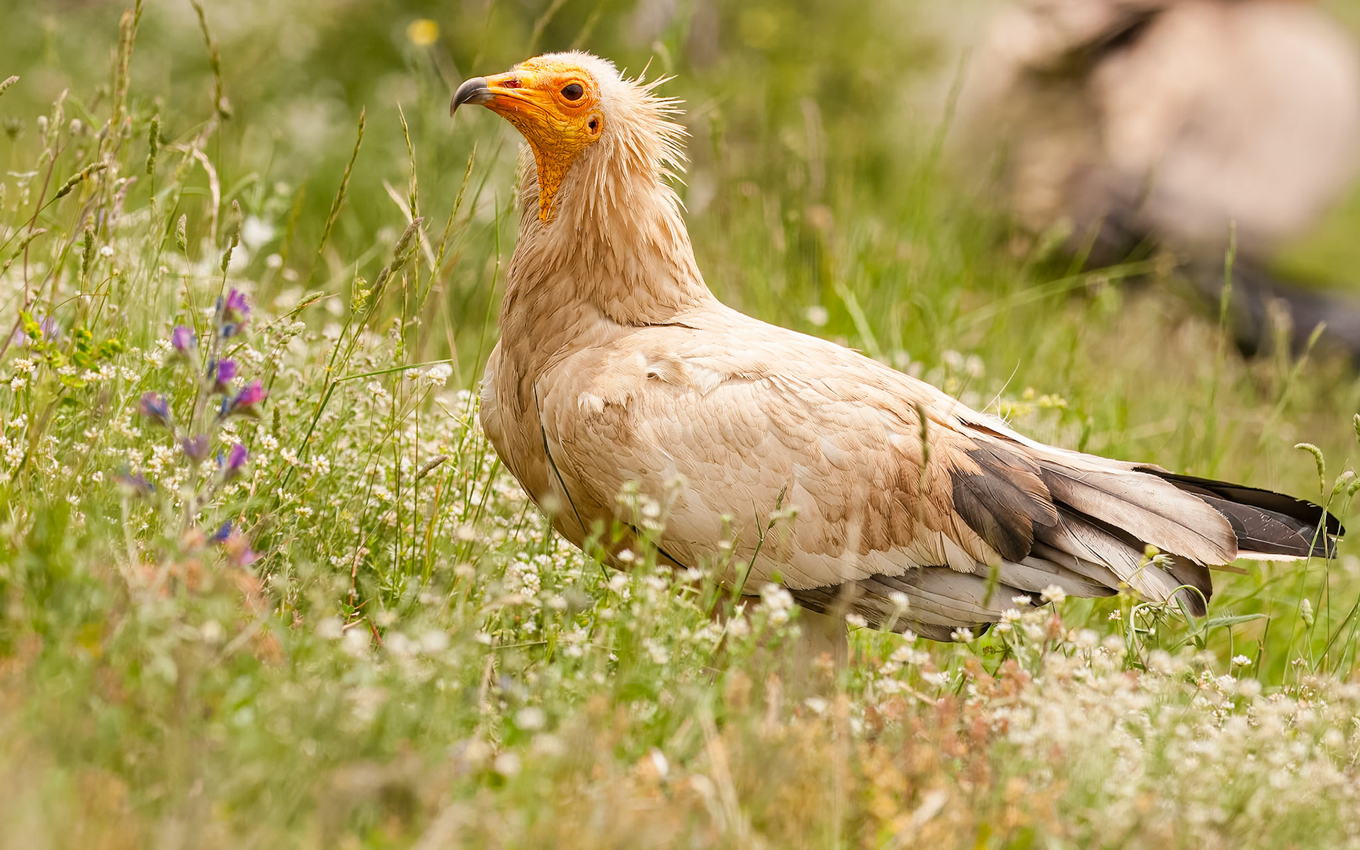 | Egyptian Vulture (Neophron percnopterus) | Conca de Tremp | Catalonia |