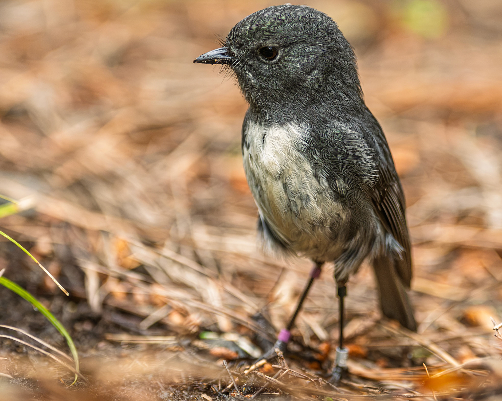 | South Island Robin (Petroica australis rakiura) | Stuart Island / Rakiura | South Island | New Zealand |