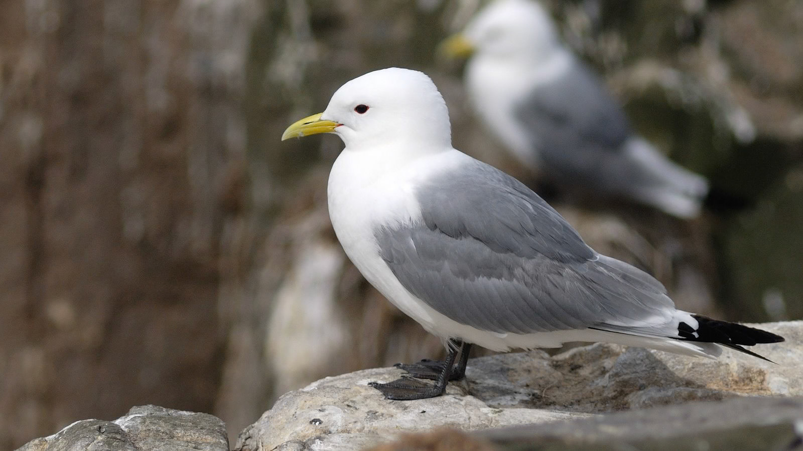 |Kittiwake (Rissa tridactyla) | Farne Islands | Northumbria | United Kingdom |