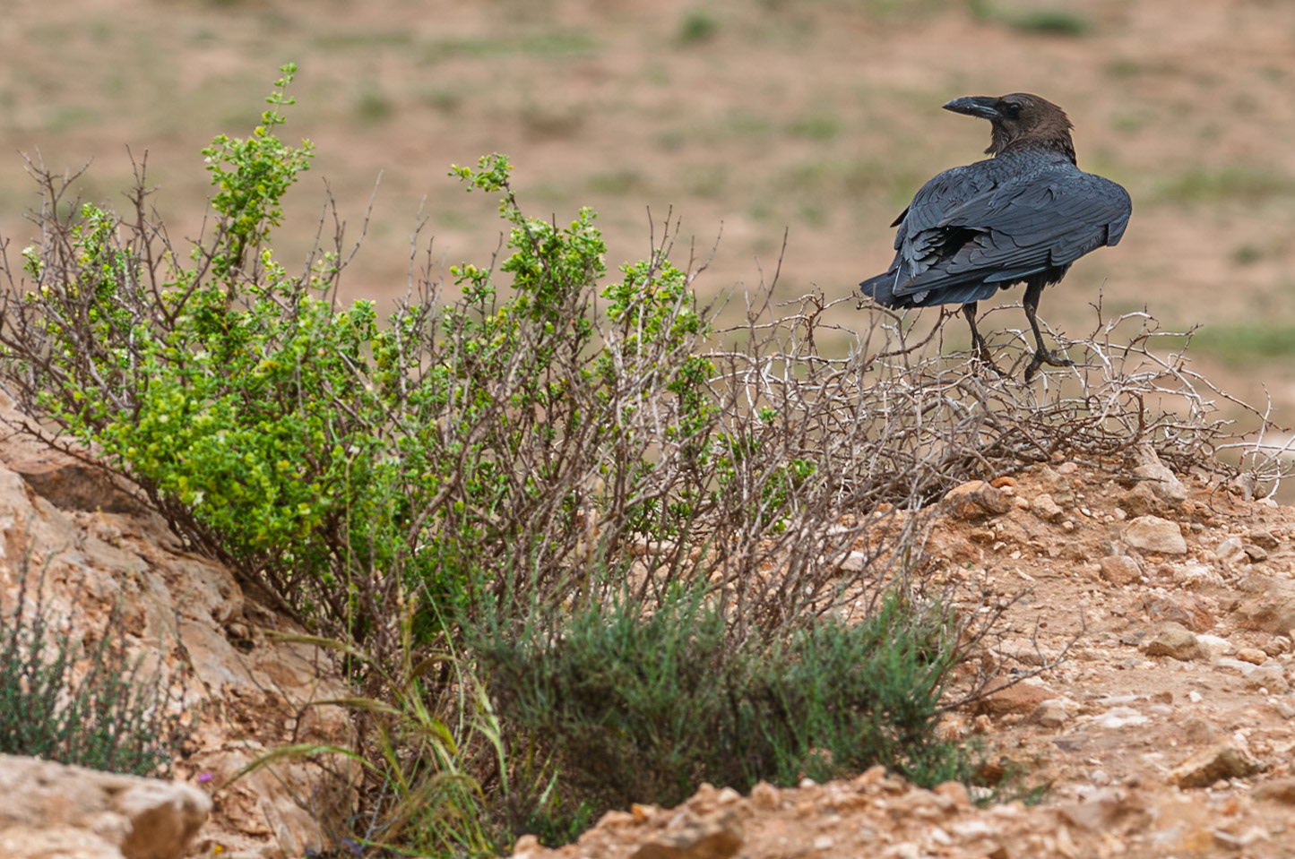 | Brown-necked raven (Corvus ruficollis) | Negev Desert | Israel |