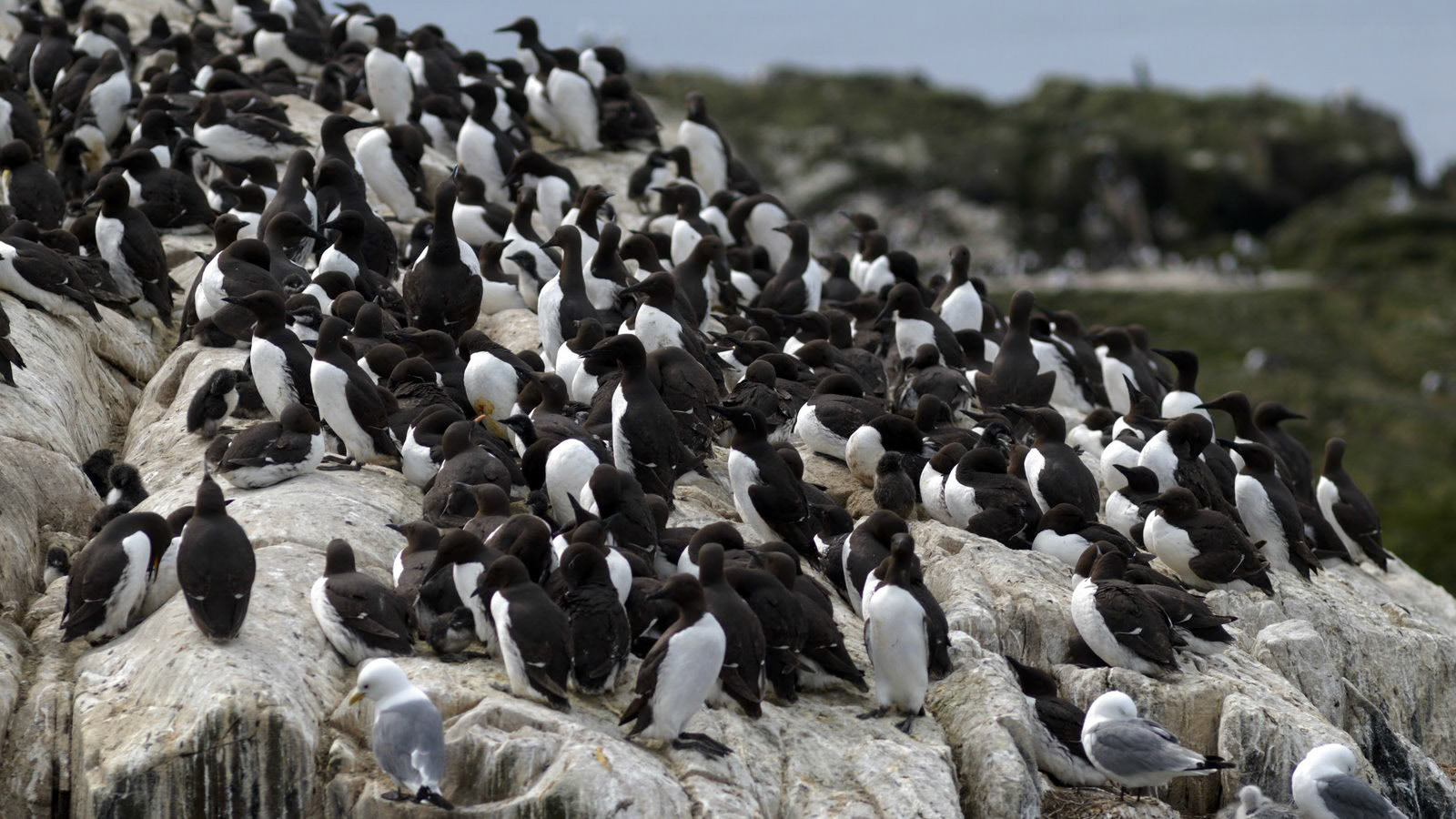 | Common guillemot (Uria aalge) | Farne Islands | Northumbria | United Kingdom |