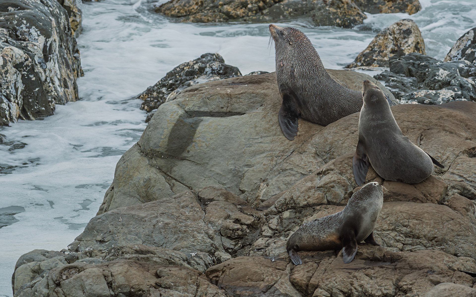 | New Zealand Fur Seal, Aotearoa (Arctocephalus forsteri) | Kaikoura | South Island | New Zealand |