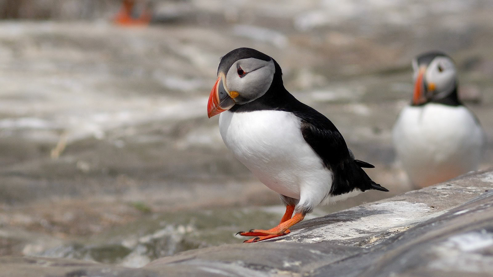 | Atlantic puffin (Fratercula arctica) | Farne Islands | Northumbria | United Kingdom |