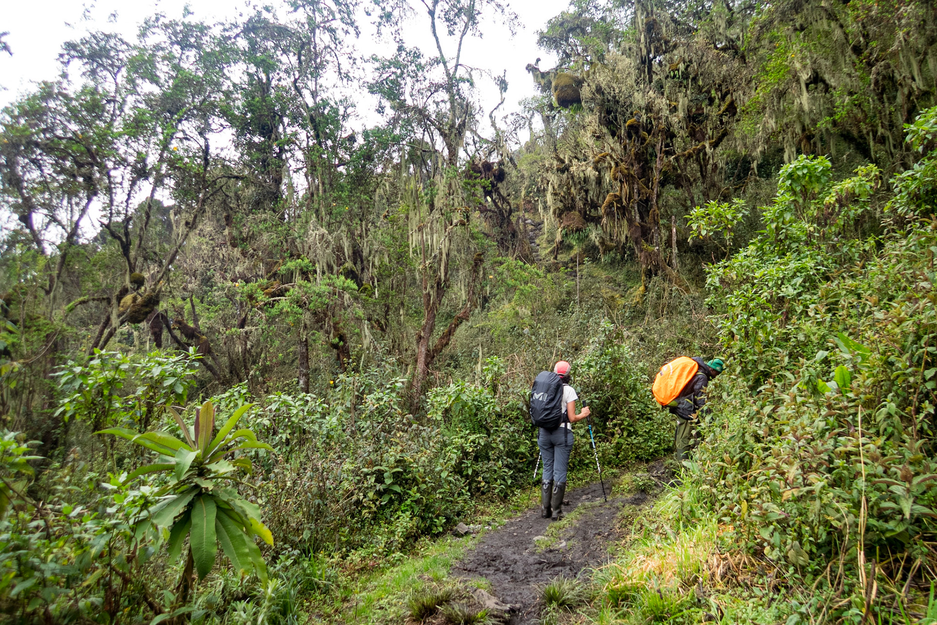 | Day 2. Nyabitabe Camp (2.651 m) - John Matte Hut (3.505 m) |  Rwenzori Mountains | Uganda | |  Rwenzori Mountains | Uganda |