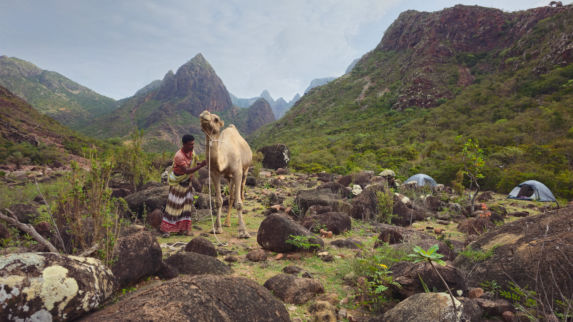 Using local herbs to take care of the camel's wounds caused by the tighened ropes.