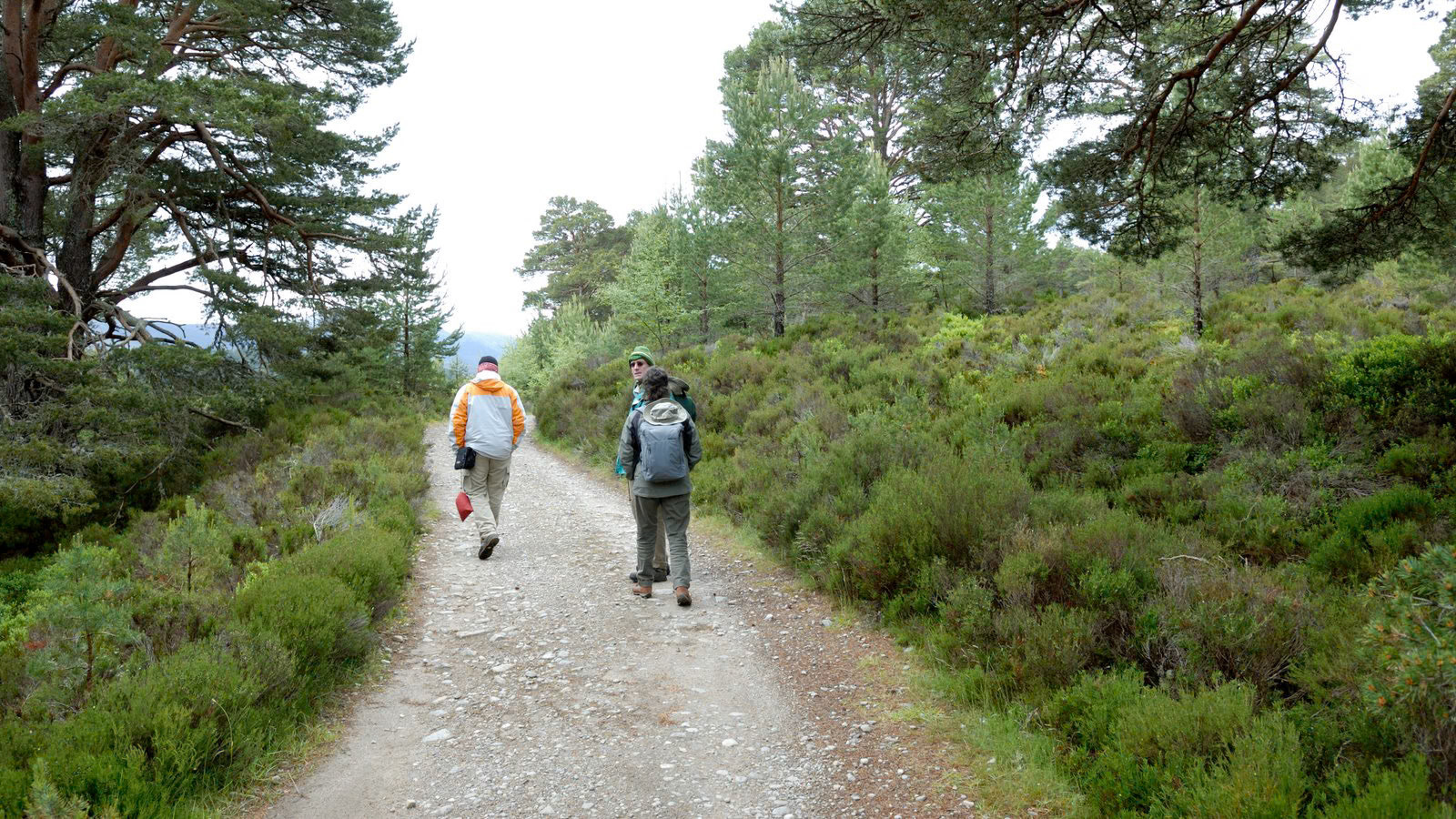 | Cairngorms National Park | Scotland  | United Kingdom |