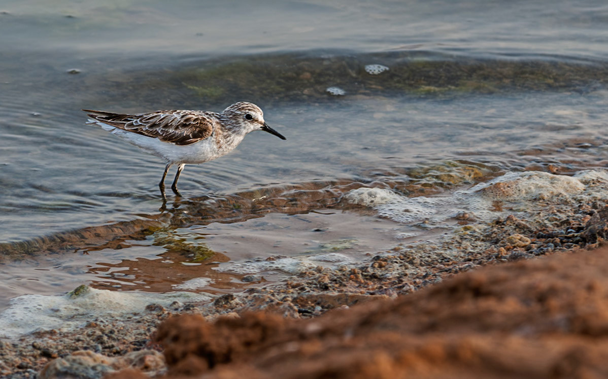 | Little stint (Calidris minuta) | Eilat Bird Sanctuary | Eilat | Israel |