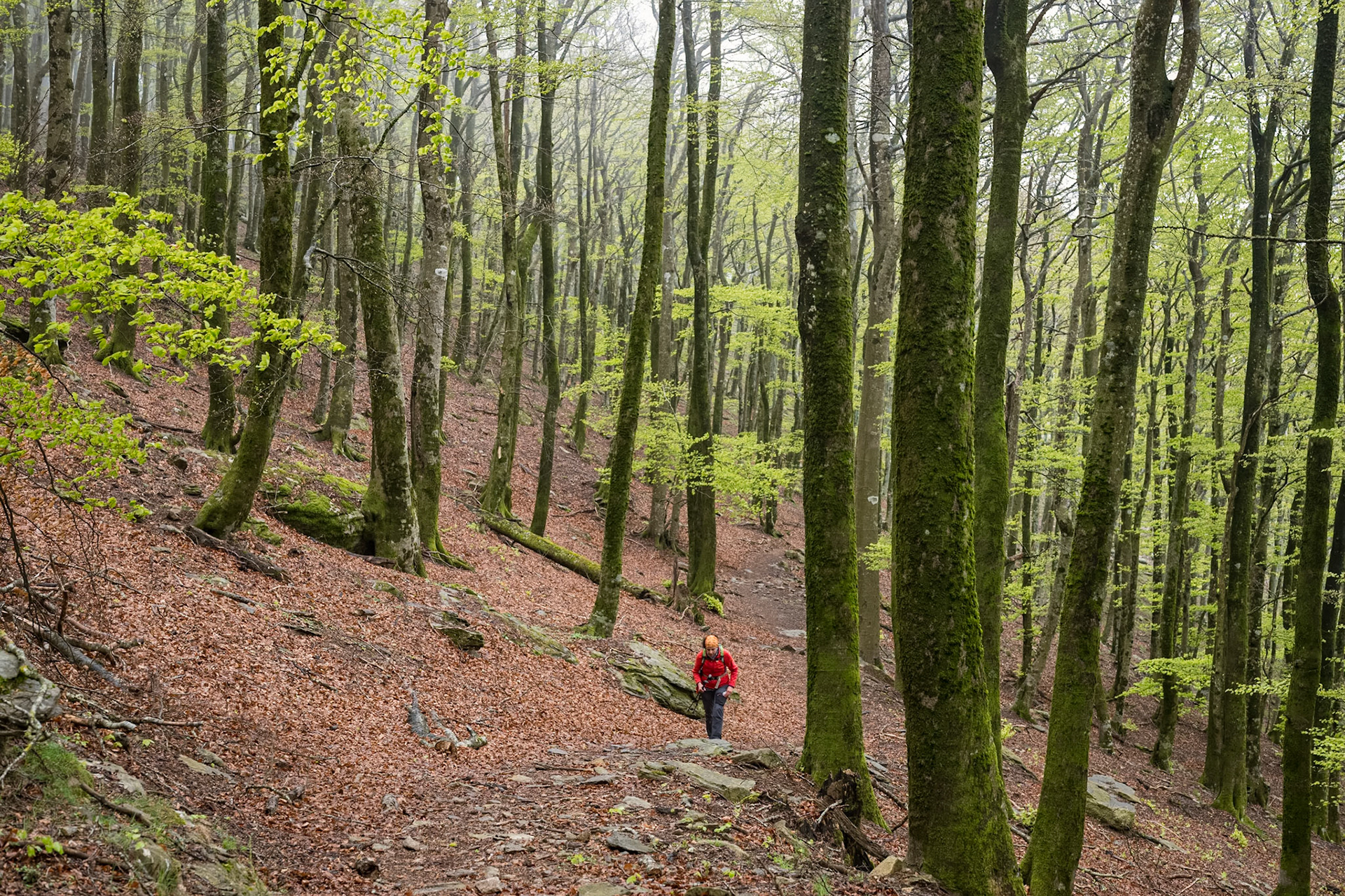 ARP 41.1. Coll de l'Ullat - Coll de Banyuls