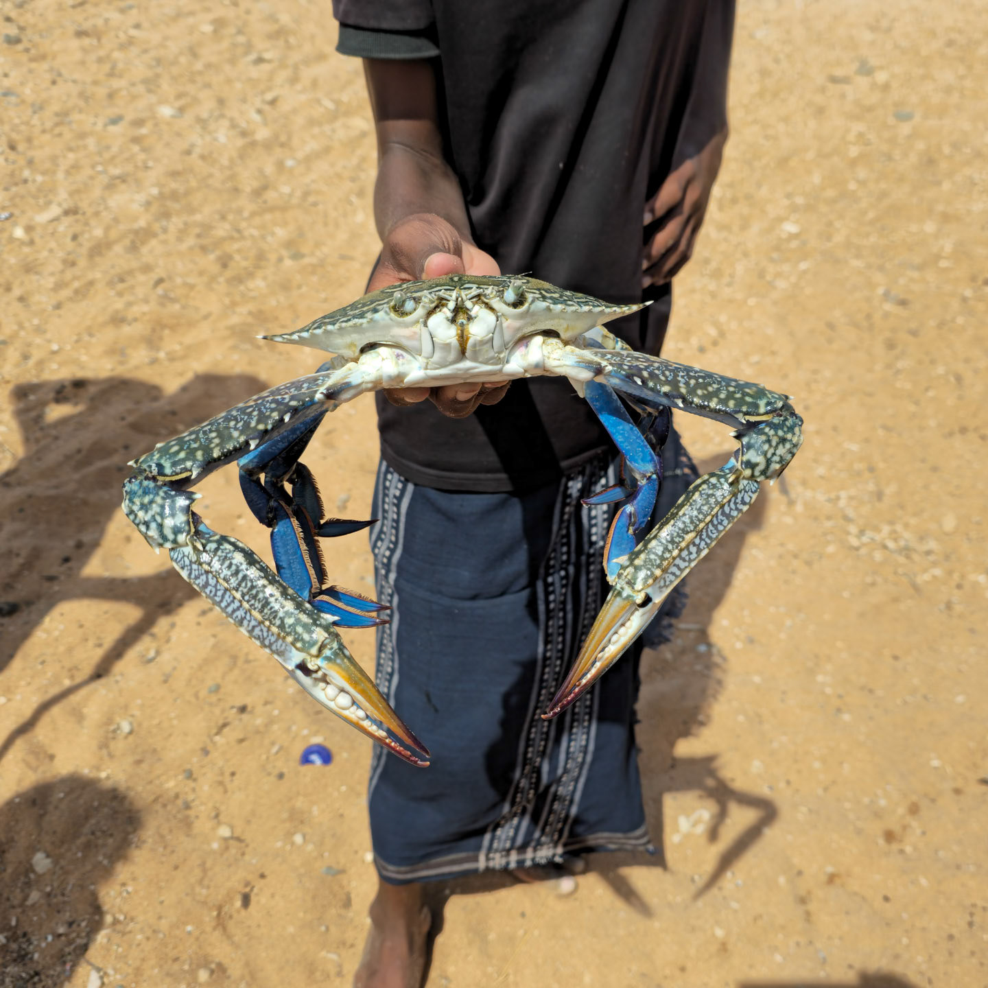 African Blue Swimming Crab (Portunus segnis)