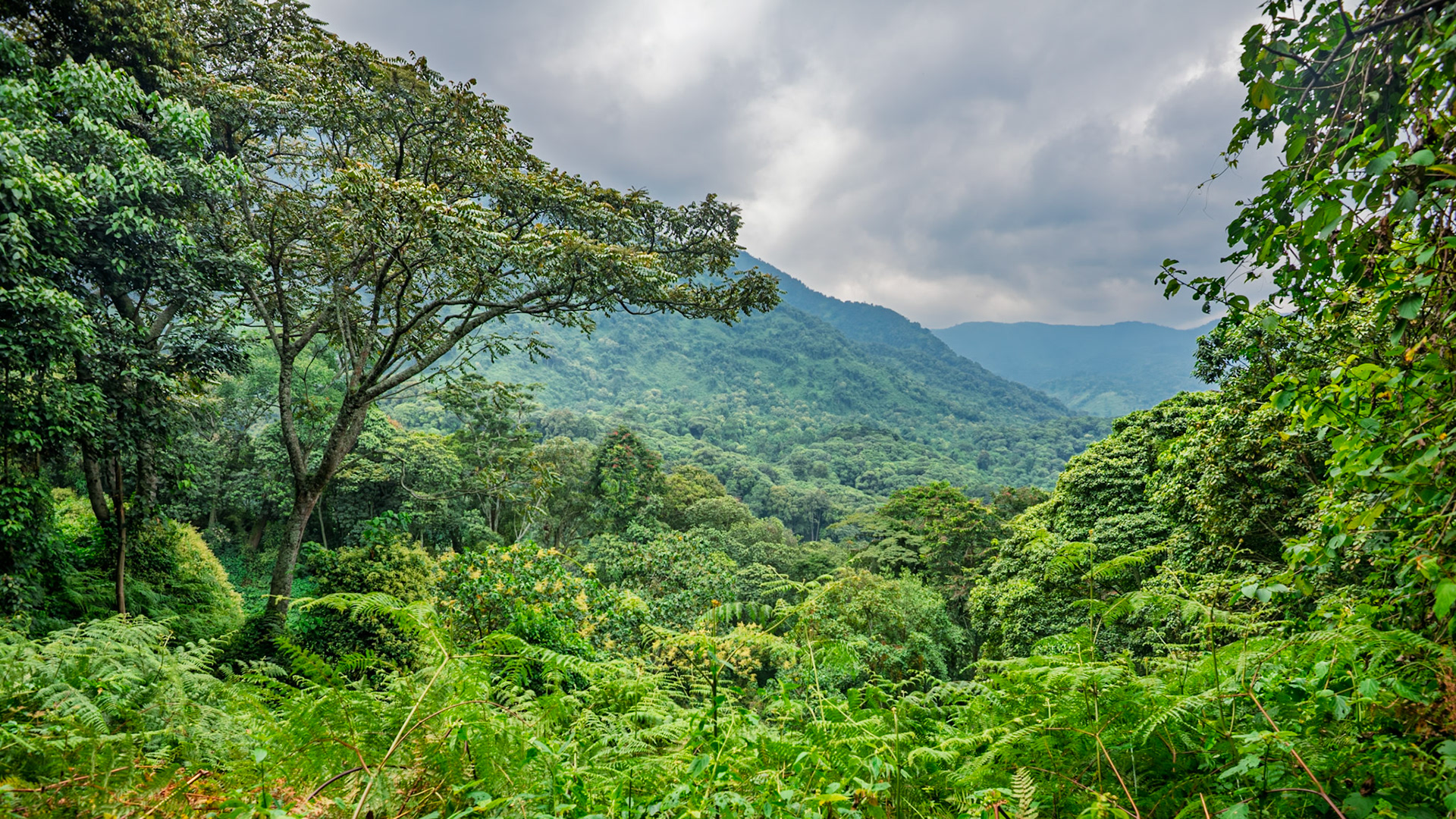 |  Rwenzori Mountains | Uganda |