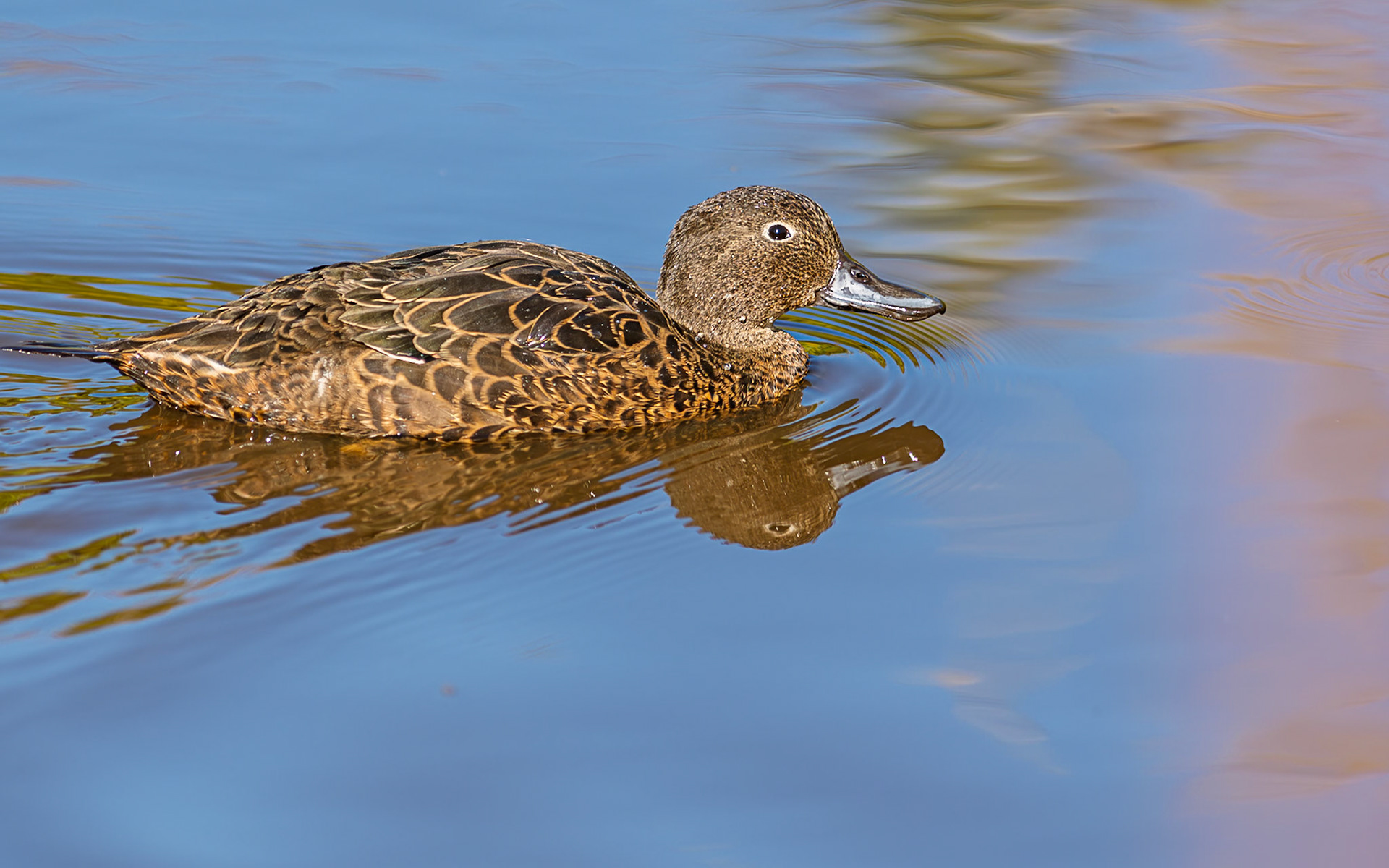 | Bown Teal, Pāteke (Anas chlorotis) | Tiritiri Matangi | North Island | New Zealand |