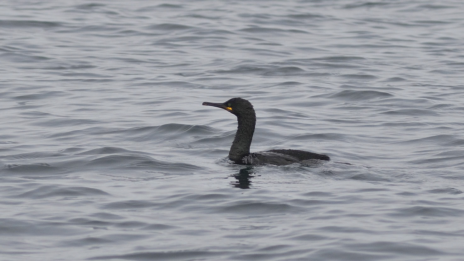 | Farne Islands | Northumbria | United Kingdom |