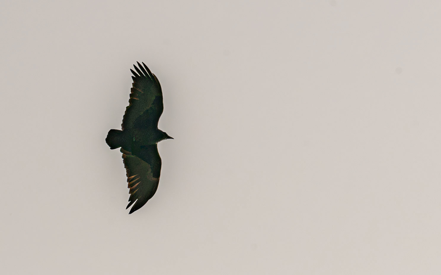 | Fan-tailed Raven (Corvus rhipidurus) | Dead Sea | Southern Israel | Israel |