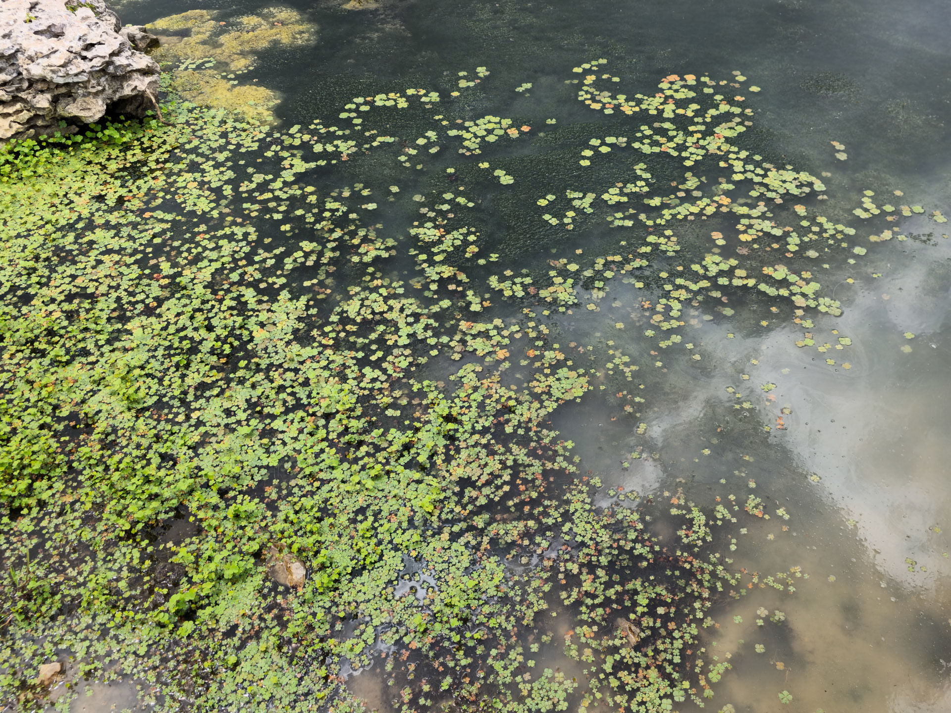 | Socotra  Oct '24 | Day 5 | October 11th | Mount Haggeher Trek | Wadi Dhamdhar - Firmihin Forest |