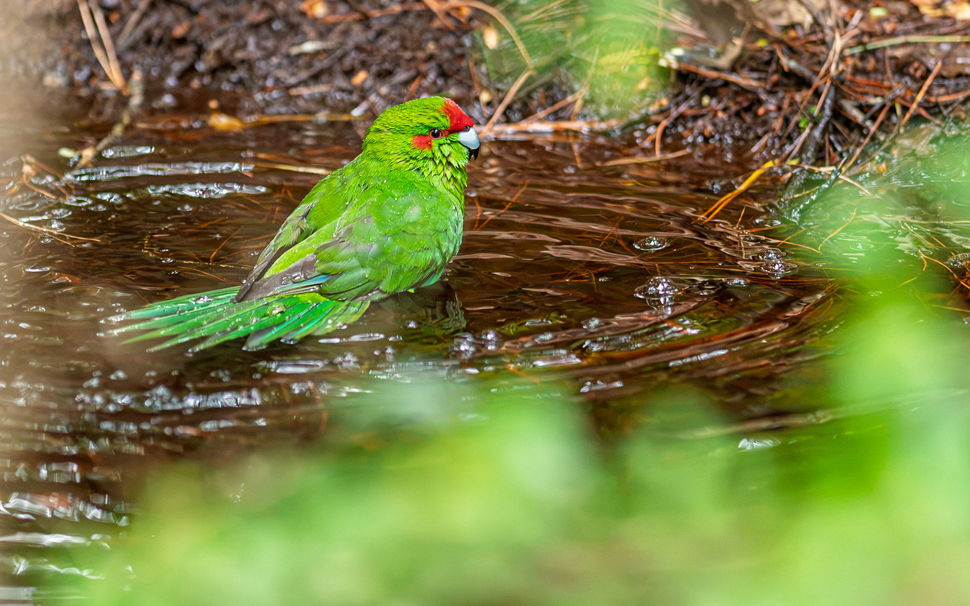 | Red-crowned Parakeet (Cyanoramphus novaezelandiae) | Stuart Island / Rakiura | South Island | New Zealand |