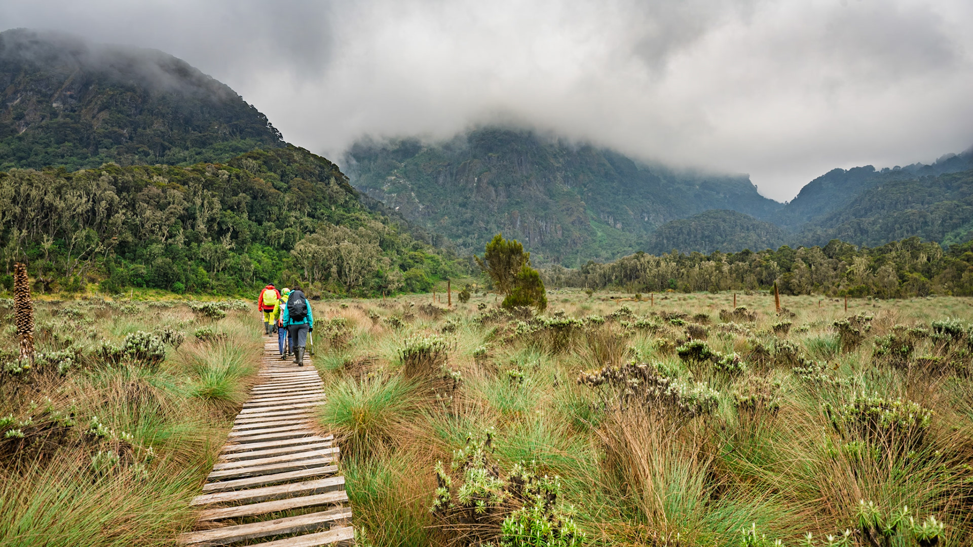 | Day 3. John Matte Hut (3.505 m) - Bujuku Hut (3.977 m) |  Rwenzori Mountains | Uganda | |  Rwenzori Mountains | Uganda |