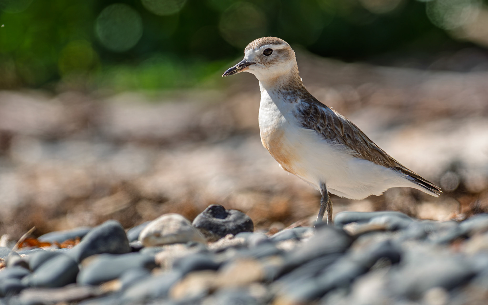 | New Zealand Dotterel, Tūturiwhatu, Pukunui, Kūkuruatu (Anarhynchus obscurus) | Tiritiri Matangi | North Island | New Zealand |