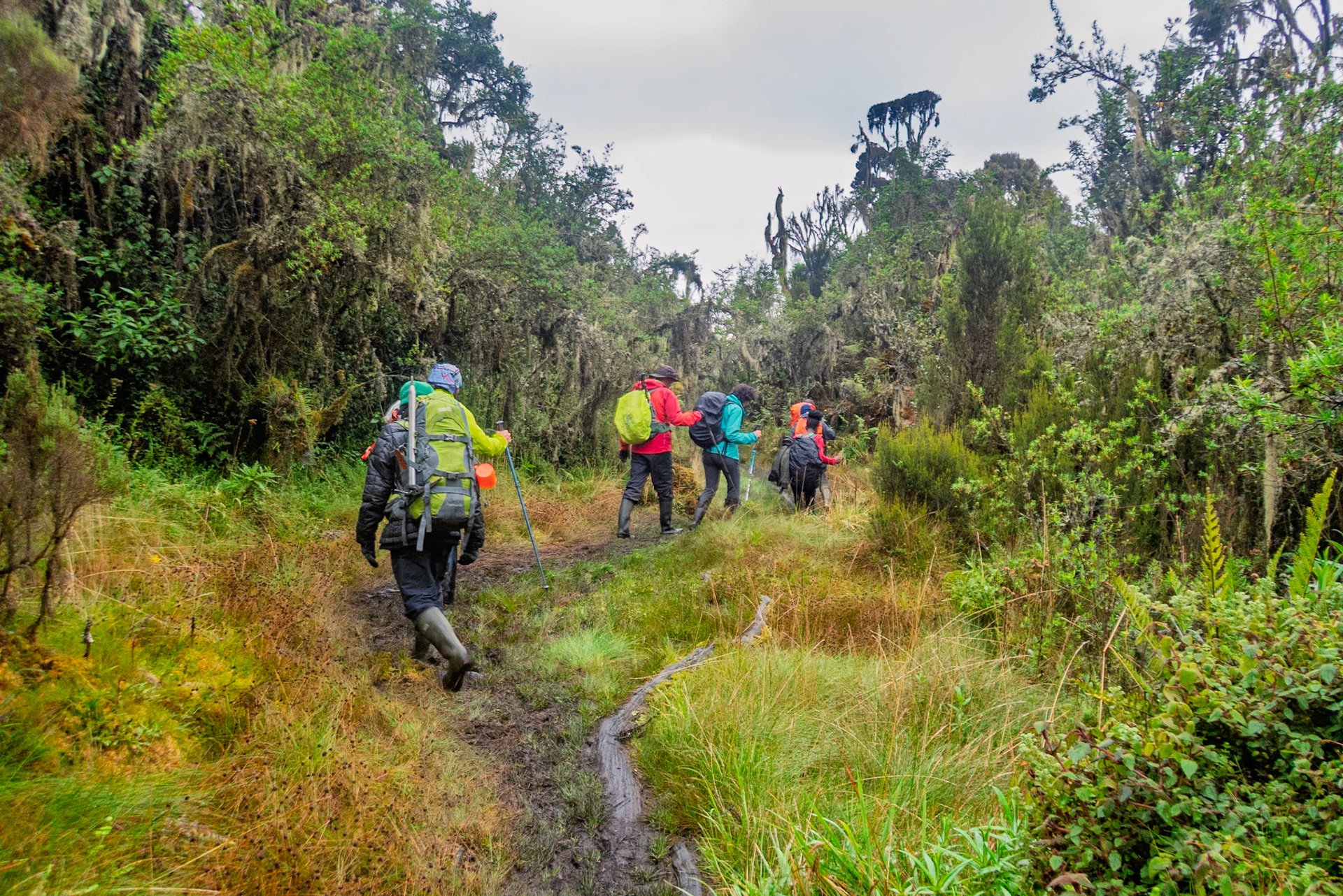 | Day 7. Guy Yeoman (3.505 m) - Trailhead |  Rwenzori Mountains | Uganda |  Rwenzori Mountains | Uganda |
