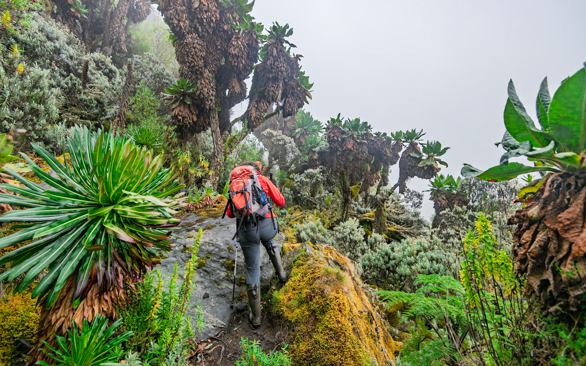 |  Rwenzori Mountains | Uganda |