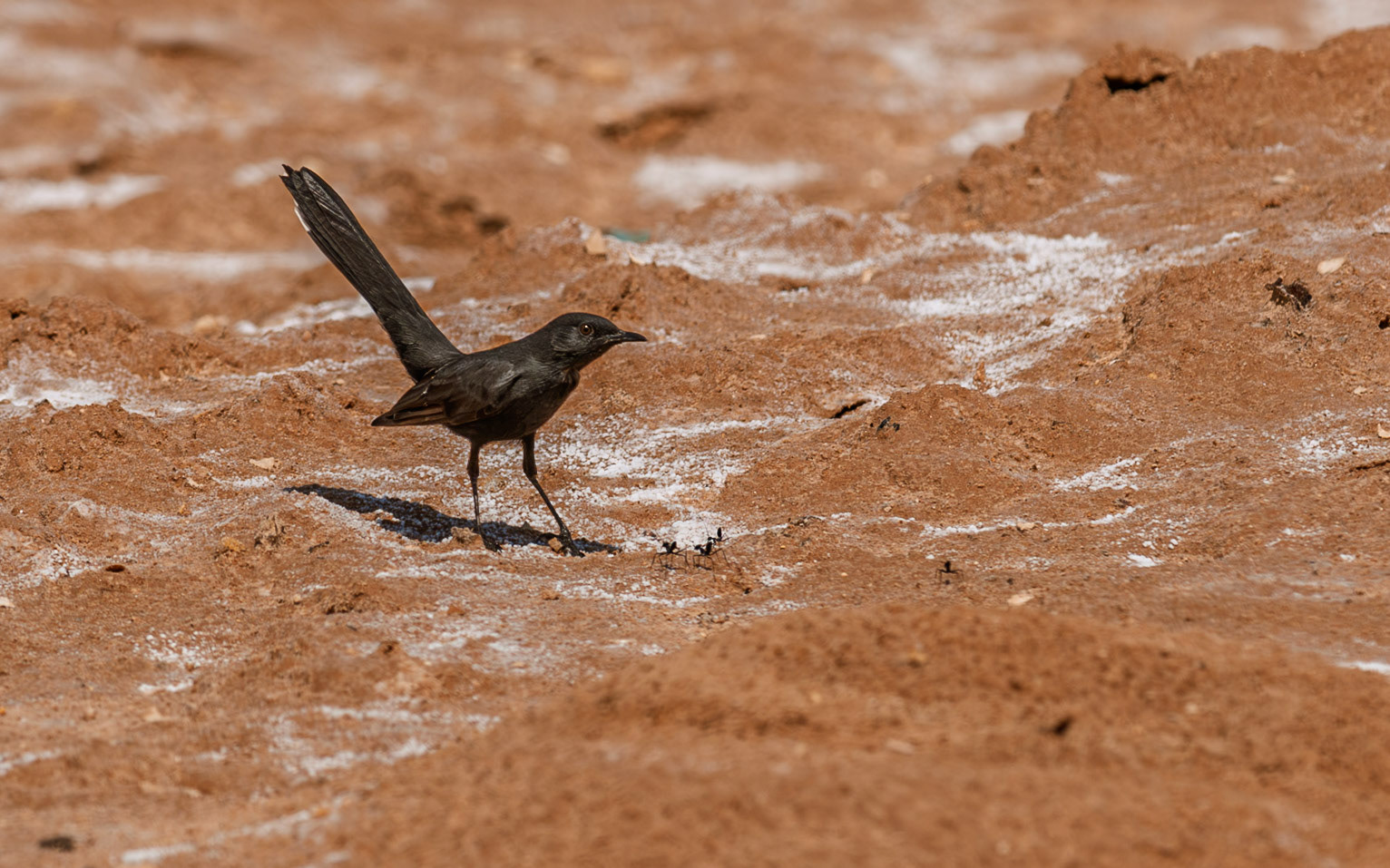 | Black scrub robin (Cercotrichas podobe) | Yotvata | Israel |