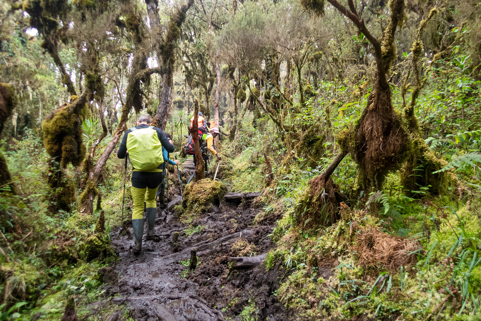 | Day 2. Nyabitabe Camp (2.651 m) - John Matte Hut (3.505 m) |  Rwenzori Mountains | Uganda | |  Rwenzori Mountains | Uganda |