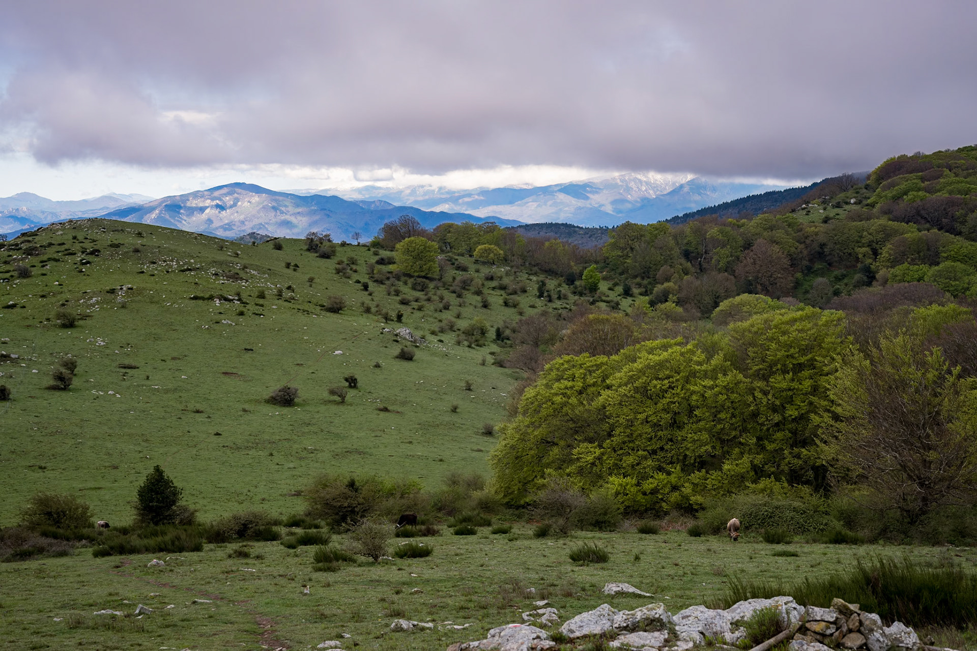 ARP 41.1. Coll de l'Ullat - Coll de Banyuls