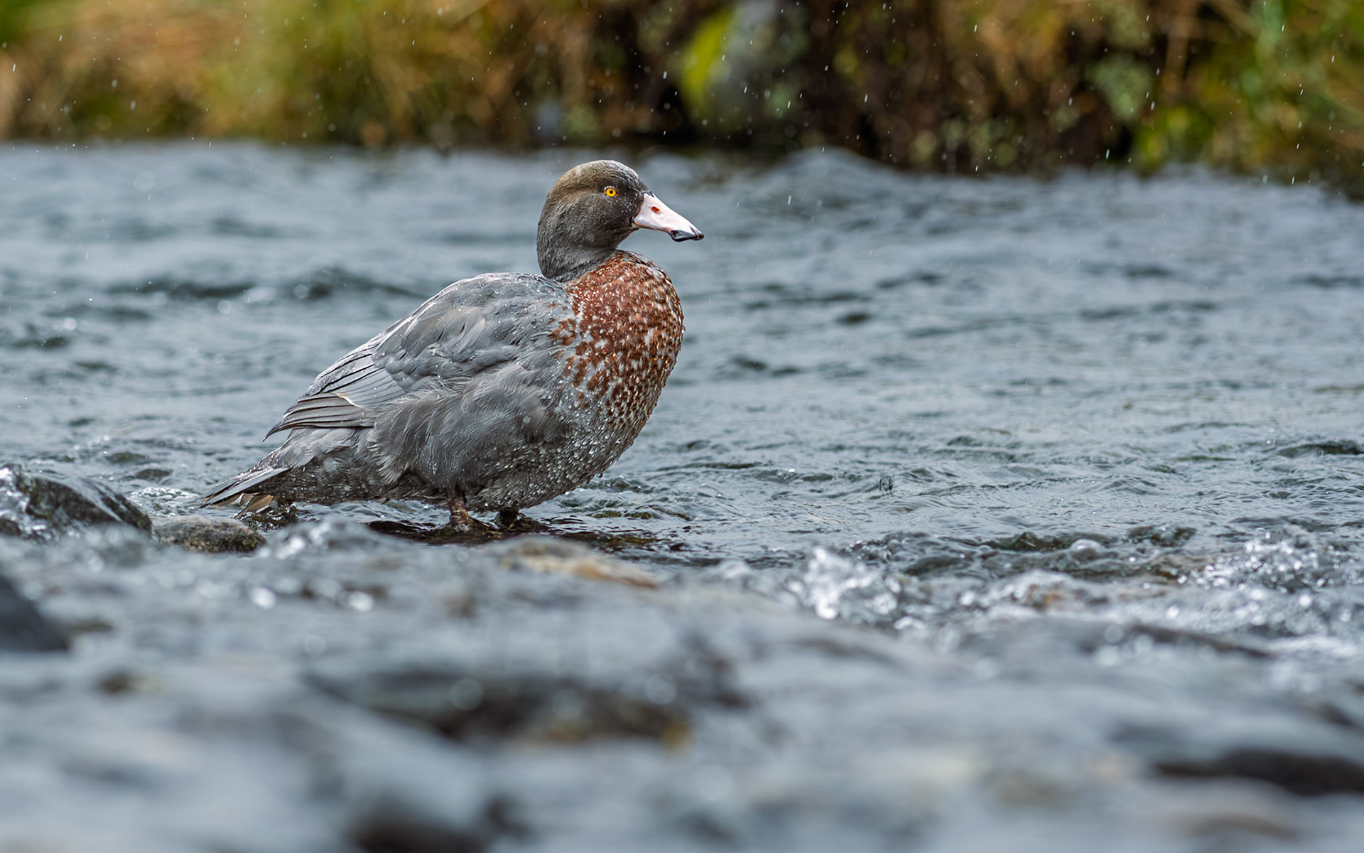 | Blue Duck, Whio (Hymenolaimus malacorhynchos) | Fjorland National Park | South Island | New Zealand |