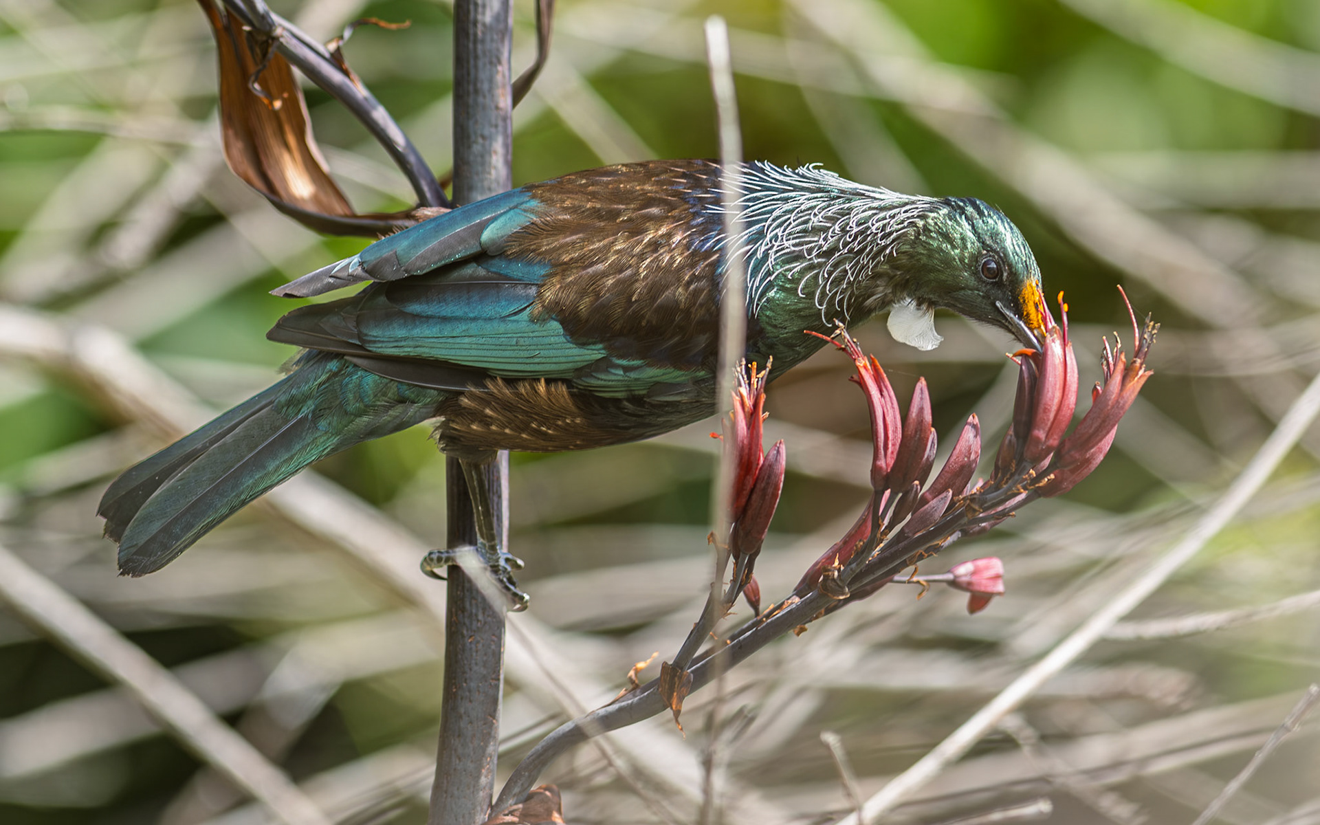 | Tūī (Prosthemadera novaeseelandiae) | Queen Charlotte Sound | South Island | New Zealand |