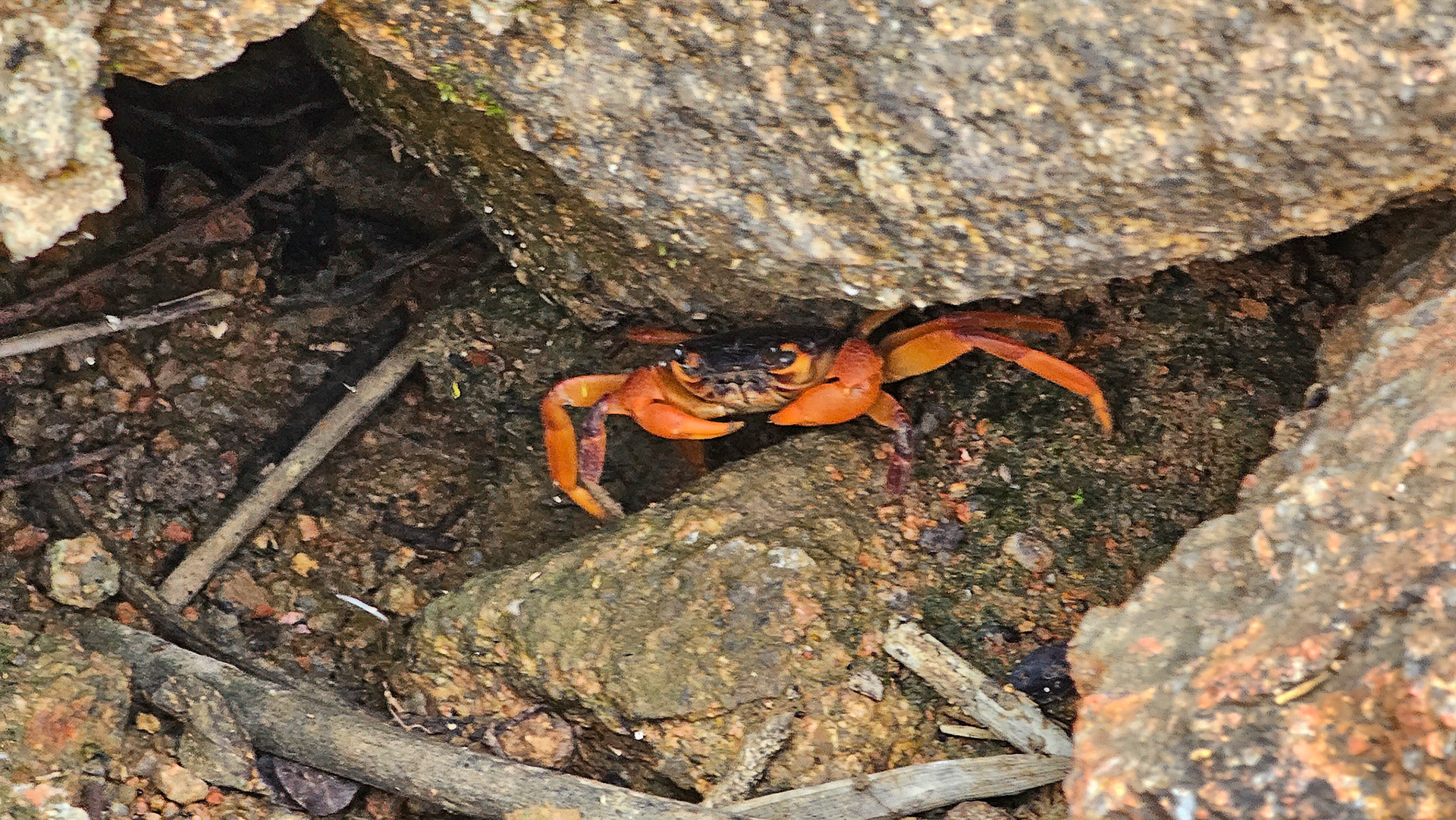 Socotra Freswater Crab (Socotrapotamon socotrensis)