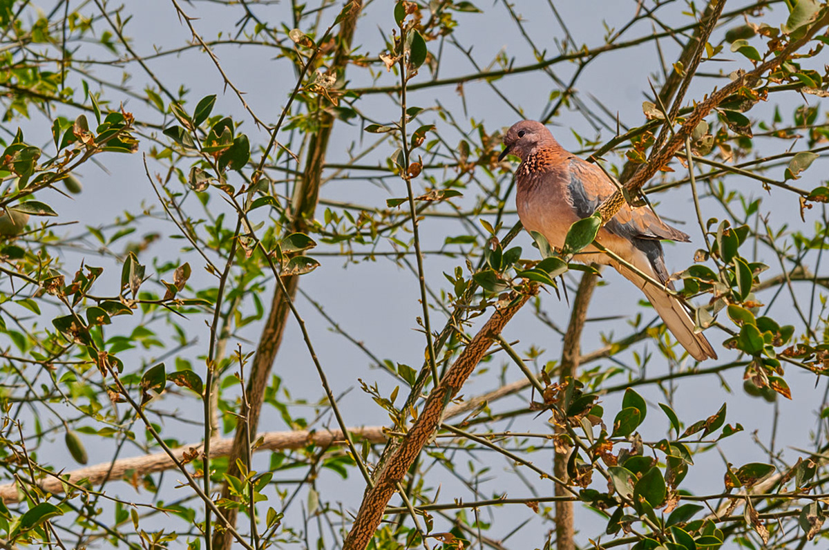 | Laughing Dove (Spilopelia senegalensis) | Holland Park | Eilat | Israel |