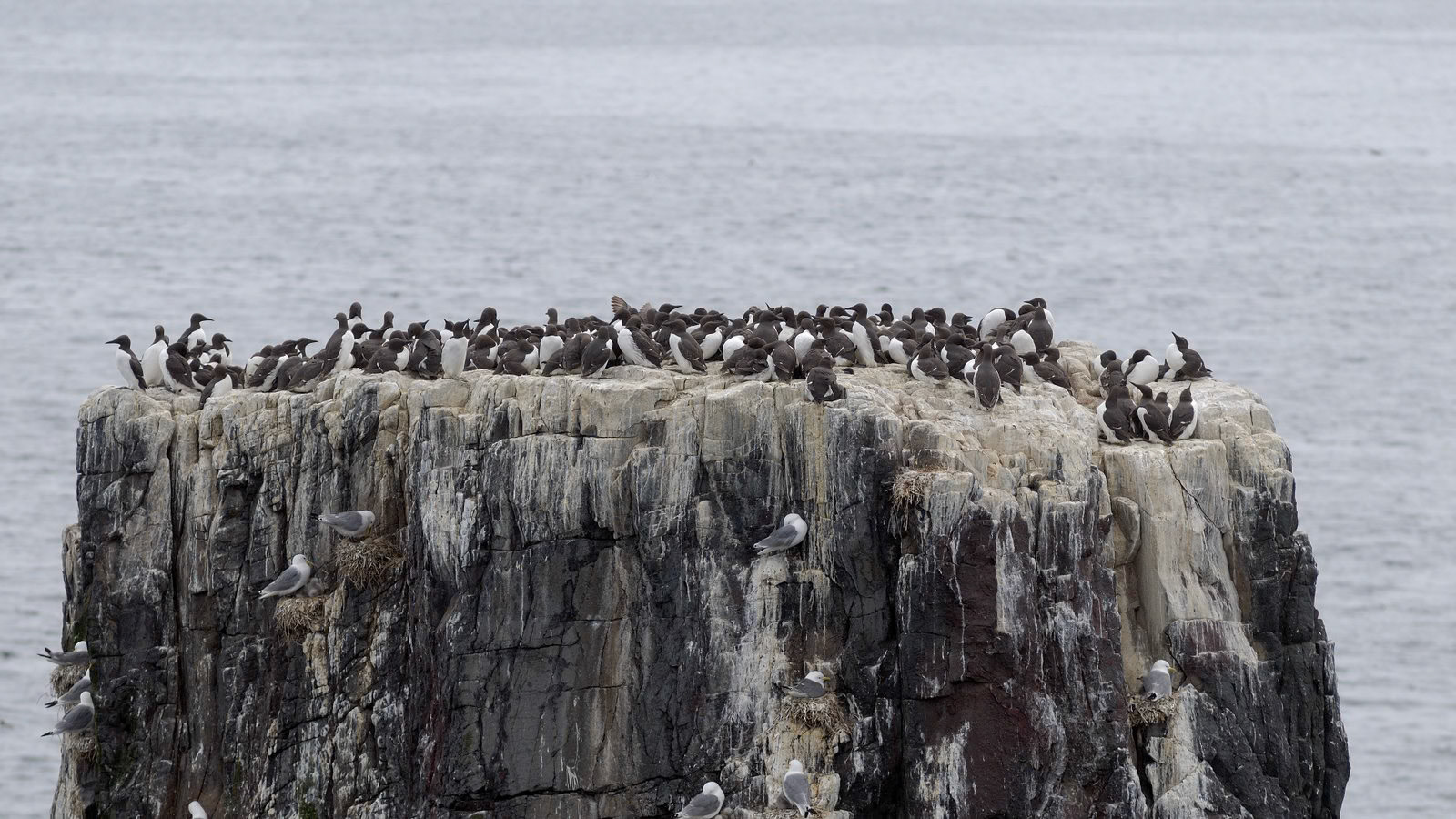 | Farne Islands | Northumbria | United Kingdom |