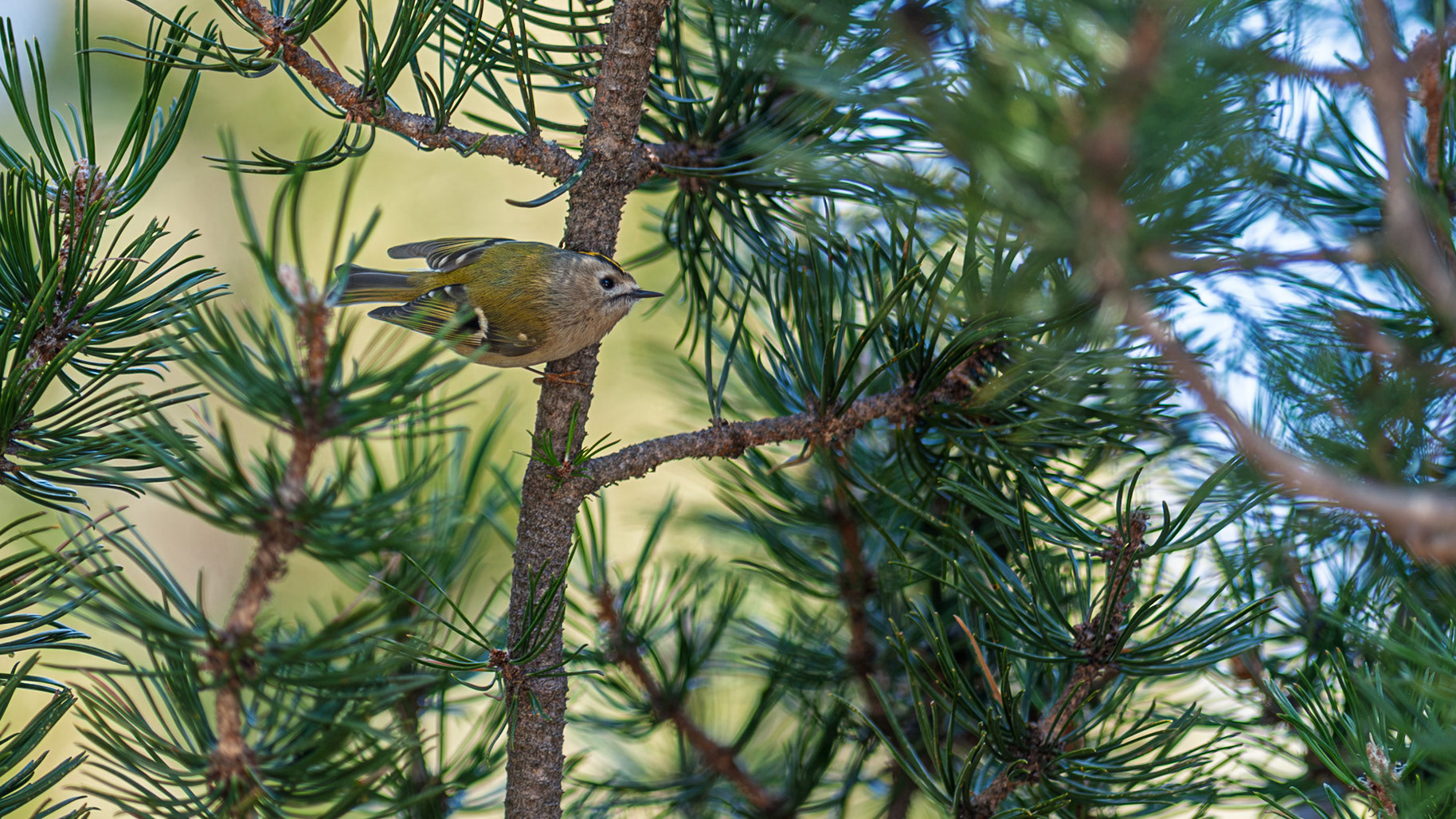 European bird, 8.5–9.5 cm (3.3–3.7 in) in length,[2] with a 13.5–15.5 cm (5.3–6.1 in) wingspan and a weight of 4.5–7.0 g (0.16–0.25 oz).