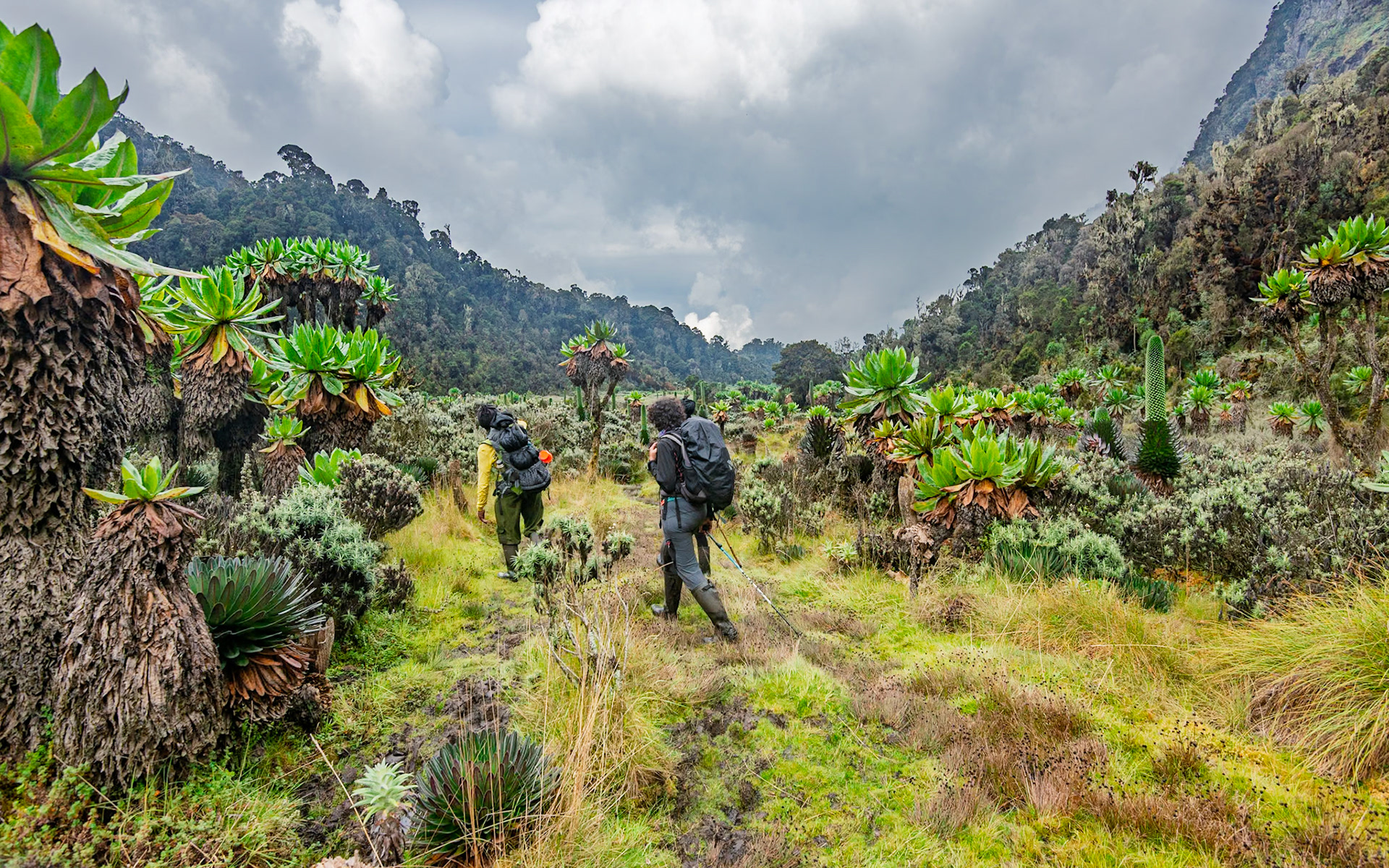 | Day 6. Kitandara Hut (4.023 m) - Guy Yeoman (3.505 m) |  Rwenzori Mountains | Uganda |  Rwenzori Mountains | Uganda |