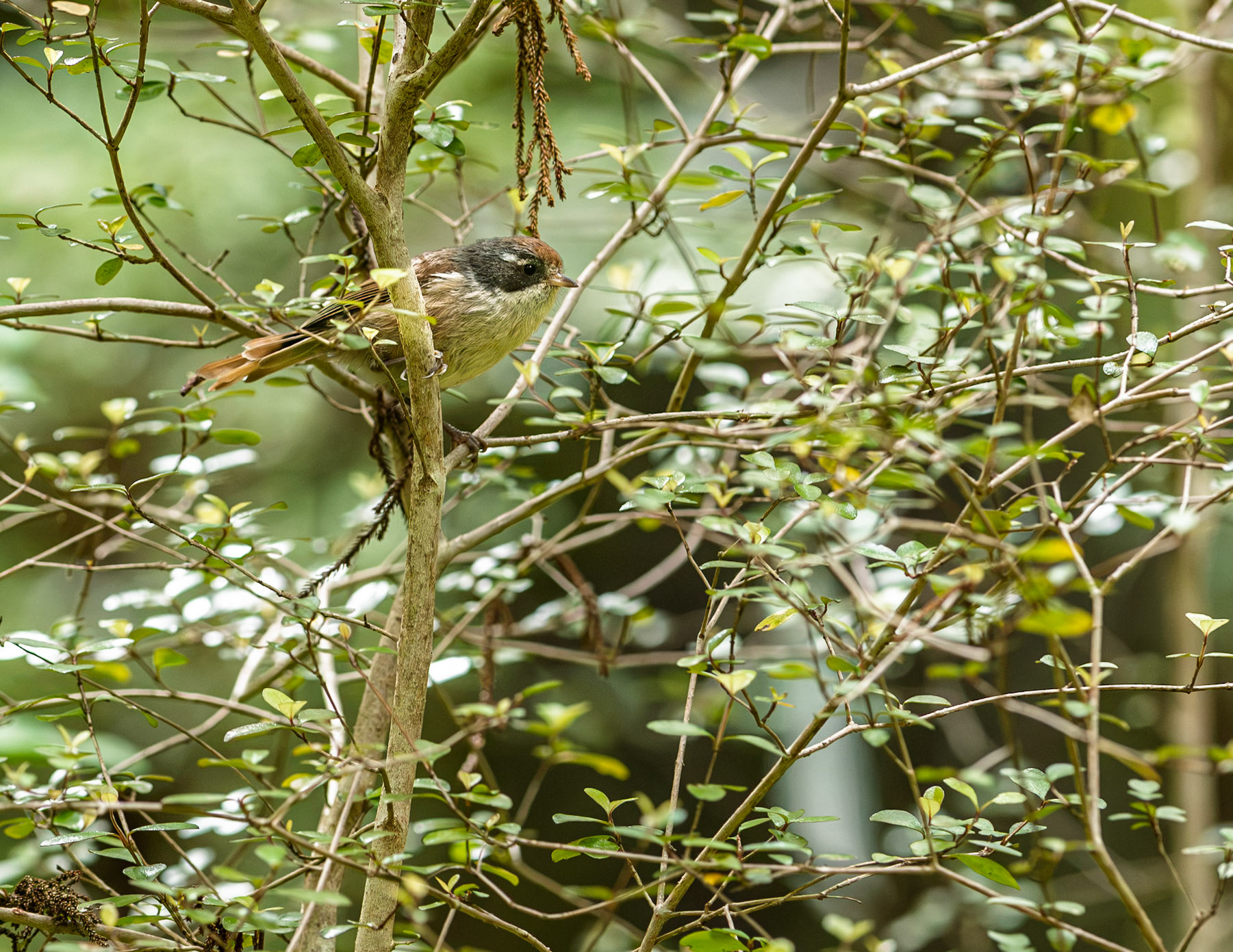 | Pīpipi (Mohoua novaeseelandiae) | Stuart Island / Rakiura | South Island | New Zealand |