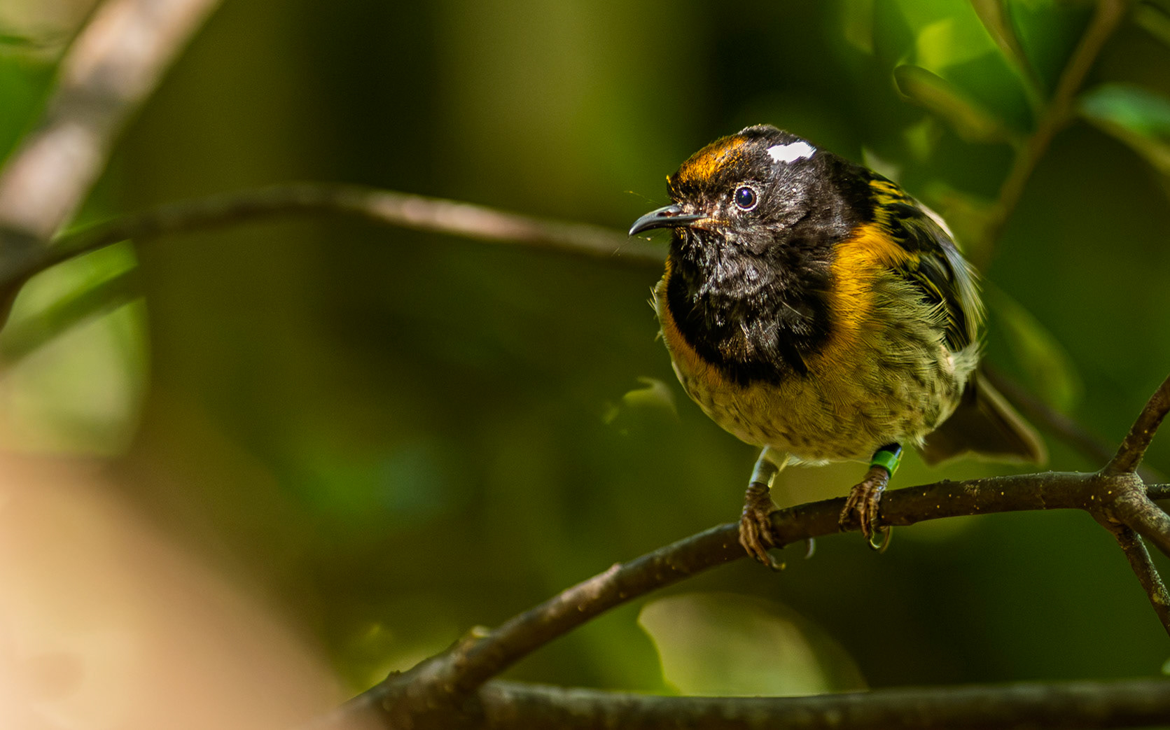 | Stitchbird, Hihi (Notiomystis cincta) | Tiritiri Matangi | North Island | New Zealand |