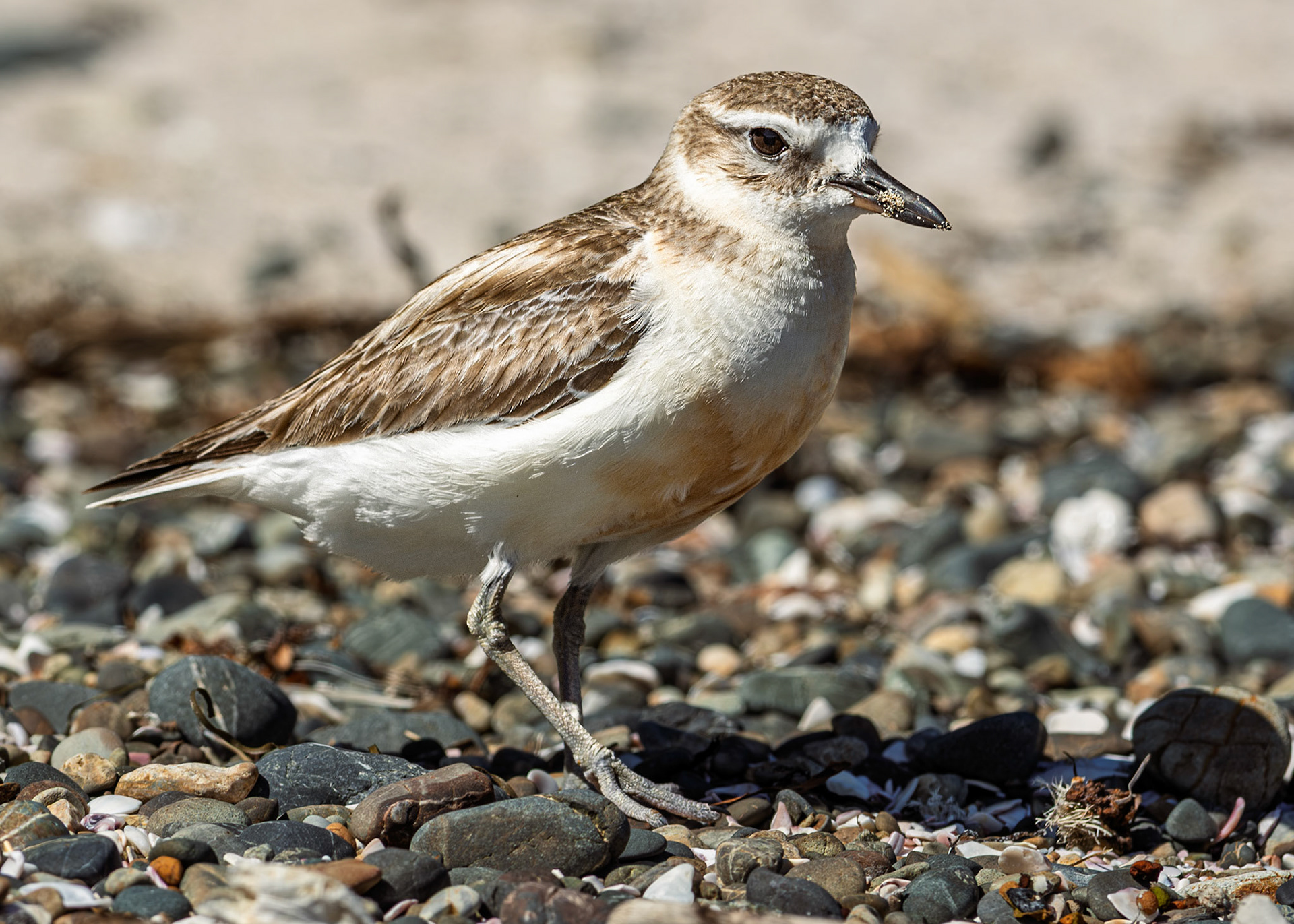 | New Zealand Dotterel, Tūturiwhatu, Pukunui, Kūkuruatu (Anarhynchus obscurus) | Tiritiri Matangi | North Island | New Zealand |