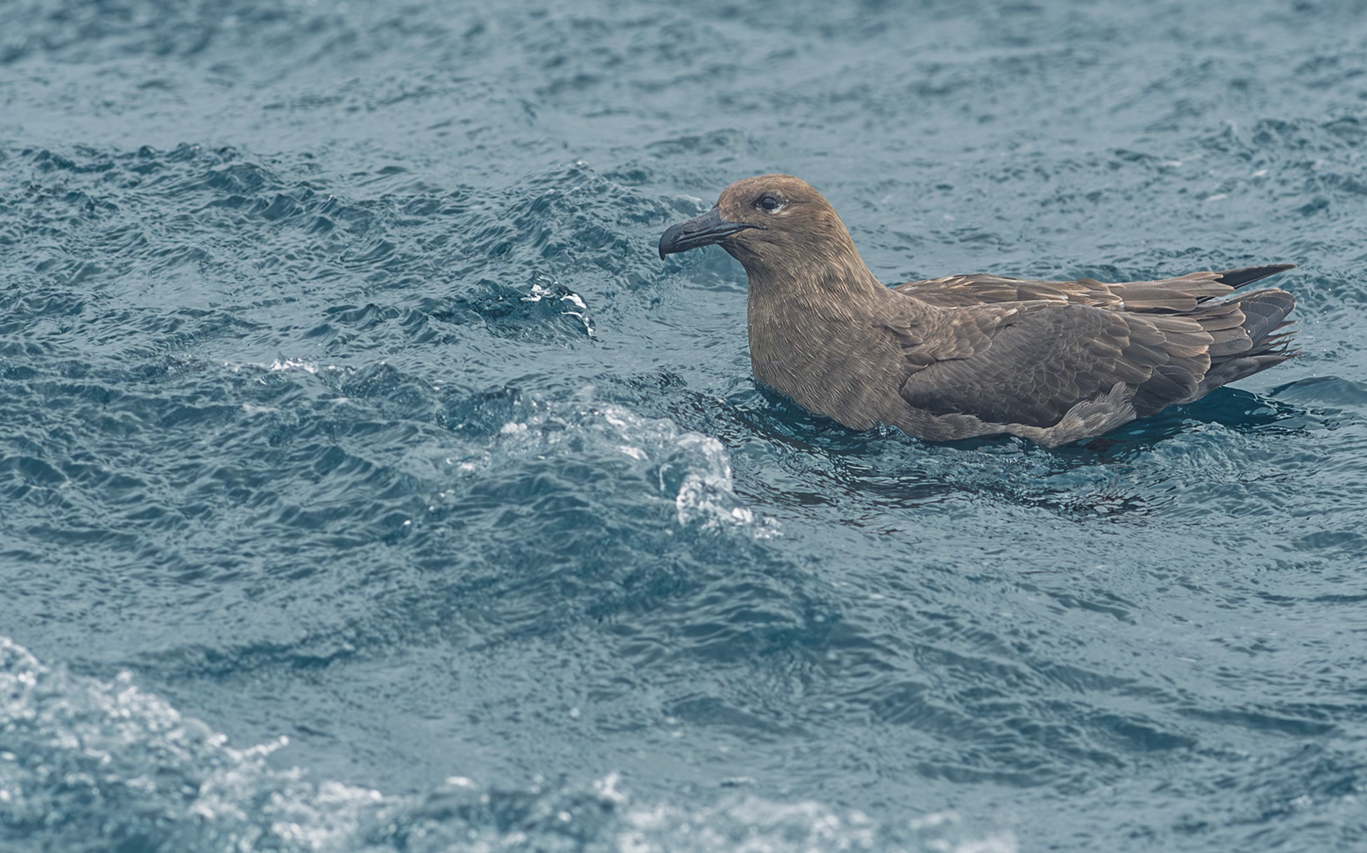 | Brown Skua, Hākoakoa (Stercorarius antarcticus) | Stuart Island / Rakiura | South Island | New Zealand |