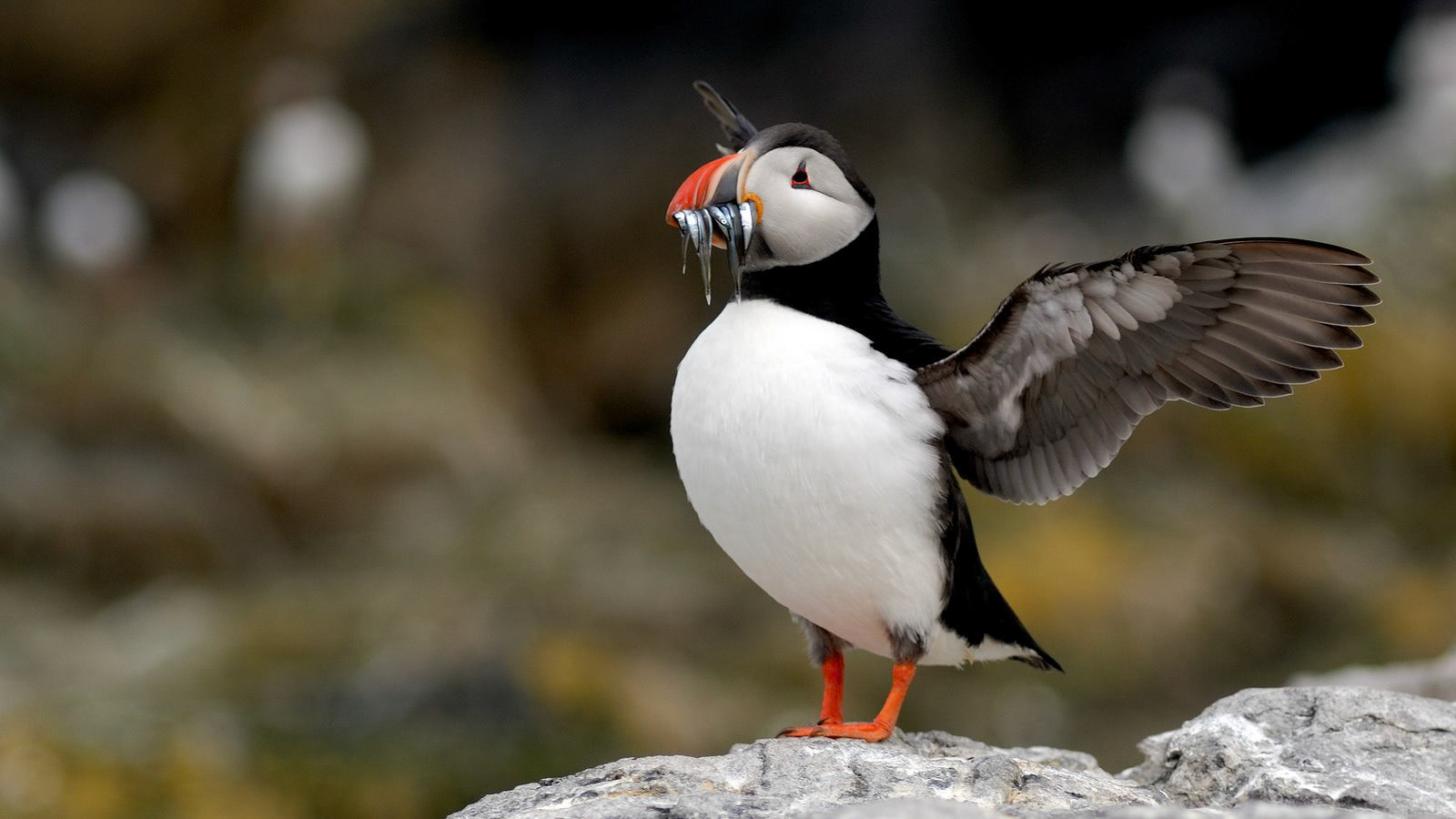 | Atlantic puffin (Fratercula arctica) | Farne Islands | Northumbria | United Kingdom |