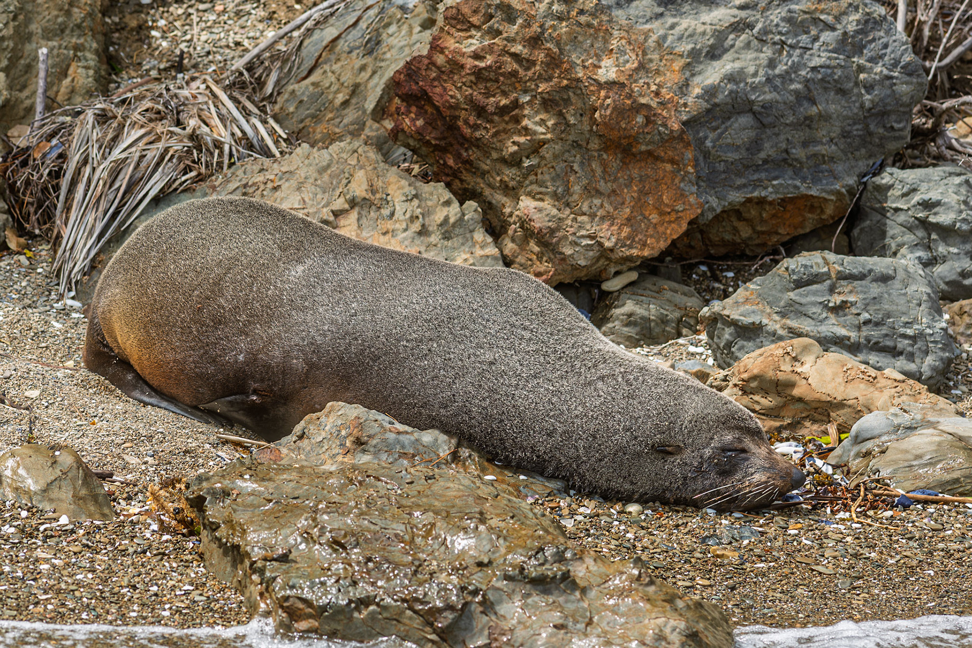 | New Zealand Fur Seal, Aotearoa (Arctocephalus forsteri) | Kaikoura | South Island | New Zealand |