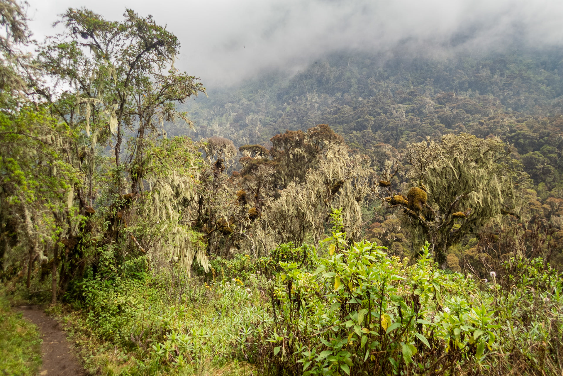 | Day 2. Nyabitabe Camp (2.651 m) - John Matte Hut (3.505 m) |  Rwenzori Mountains | Uganda | |  Rwenzori Mountains | Uganda |