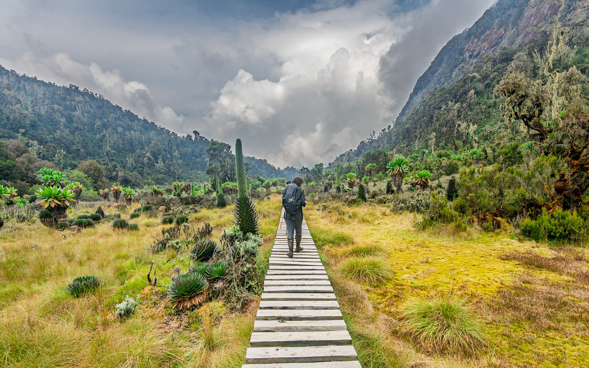 | Day 6. Kitandara Hut (4.023 m) - Guy Yeoman (3.505 m) |  Rwenzori Mountains | Uganda |  Rwenzori Mountains | Uganda |